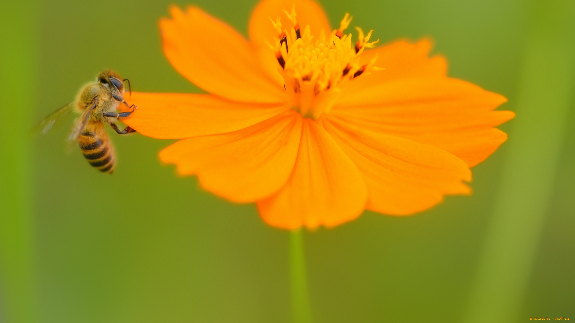 животные, пчелы, , осы, , шмели, цветок, зелень, пчела