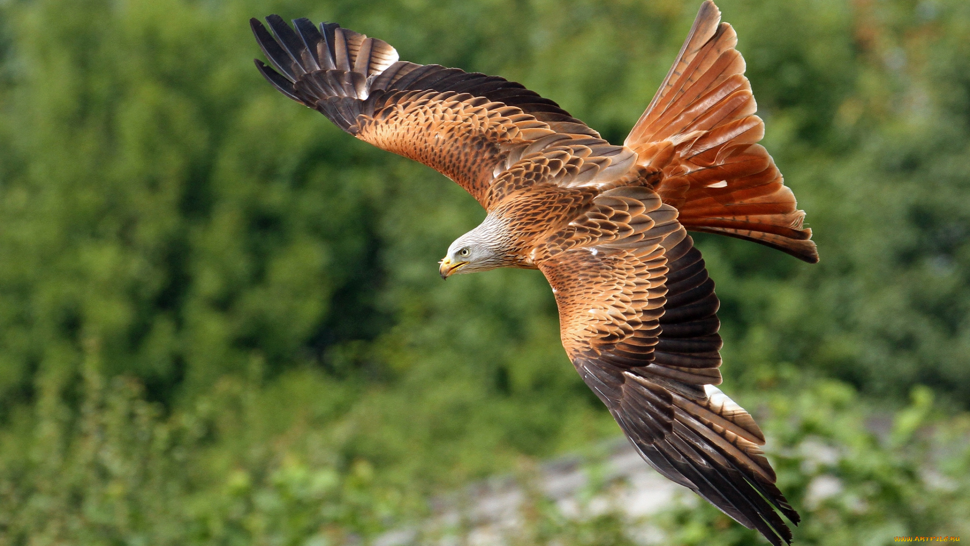 животные, птицы, -, хищники, полет