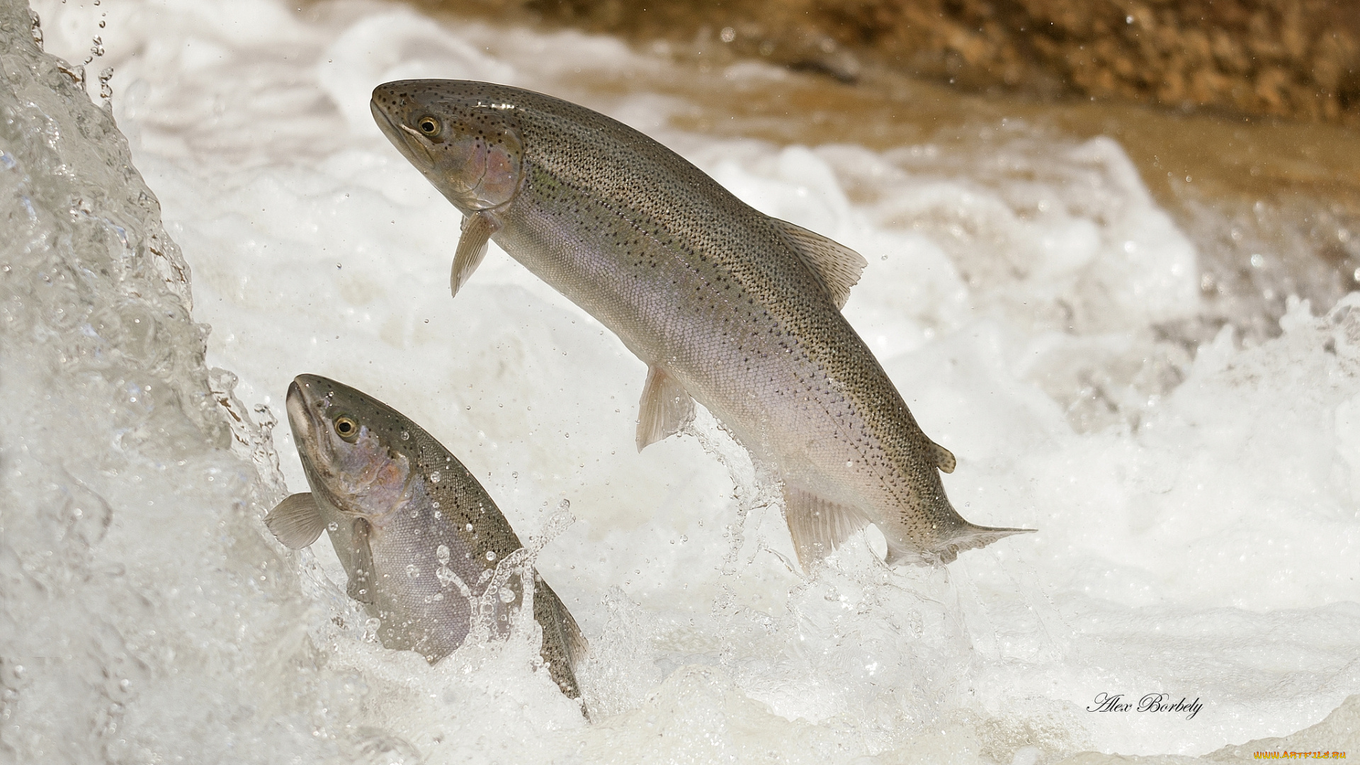 животные, рыбы, форель