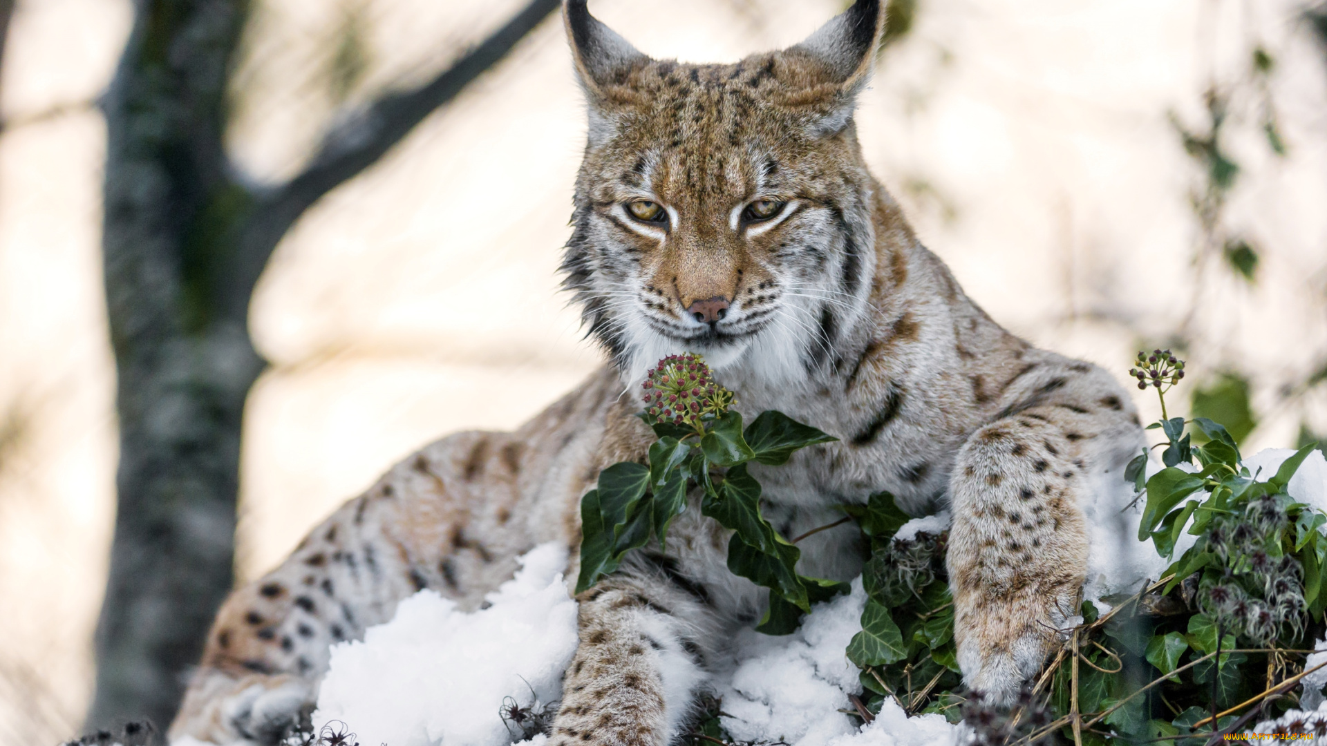 животные, рыси, кошка