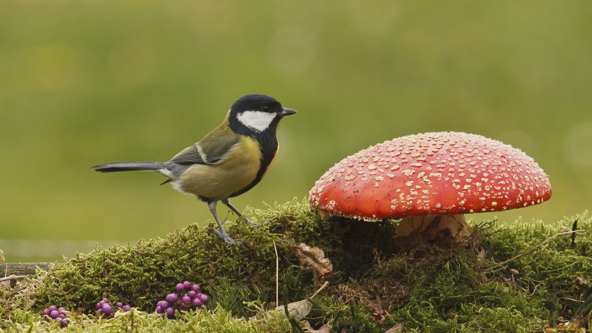 животные, синицы, , лазоревки, мухомор, синица
