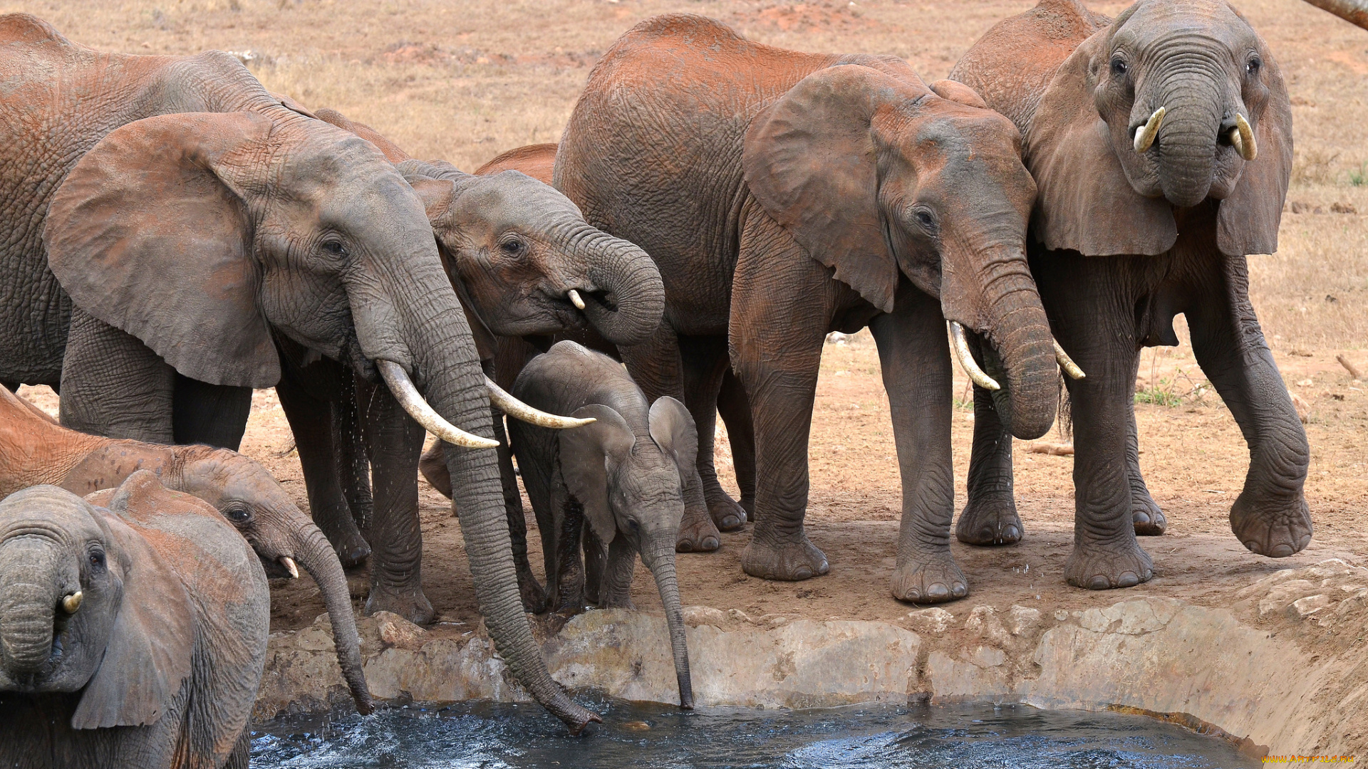 животные, слоны, стадо, водопой, саванна