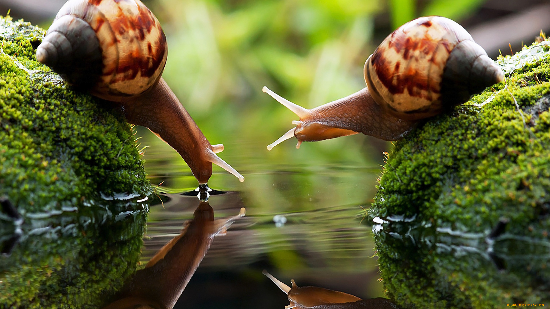 животные, улитки, ракушка, домик