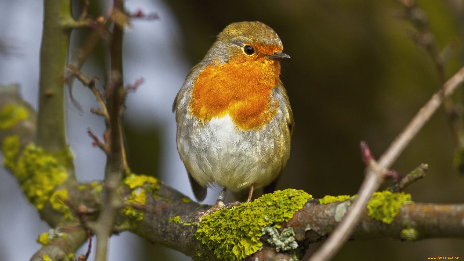 животные, зарянки, , малиновки, грудка