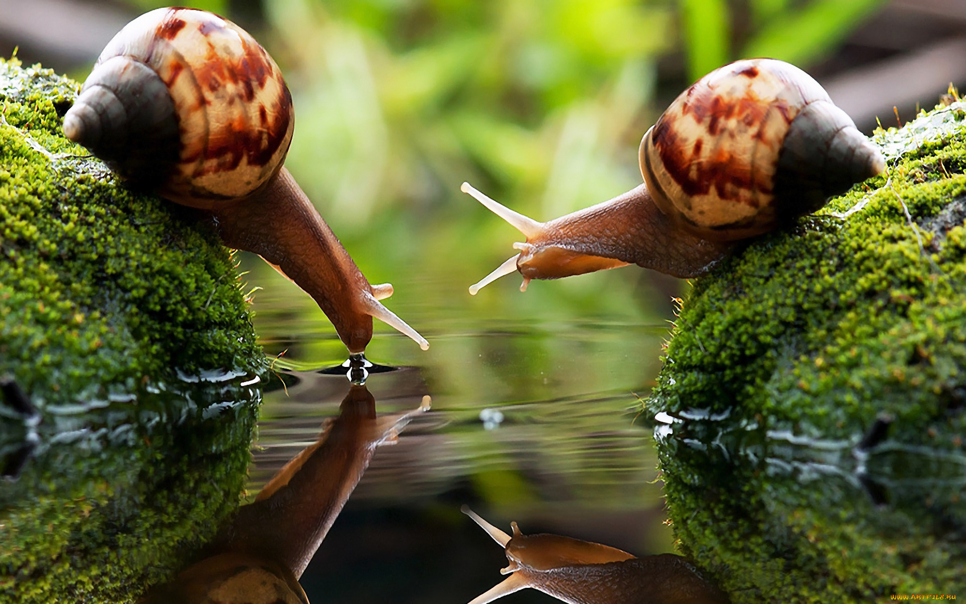 животные, улитки, ракушка, домик