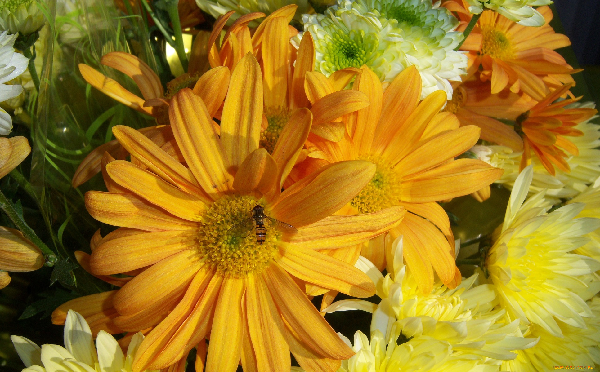 цветы, разные, вместе, оранджевые, жёлтые, зелёные, насекомое, букет