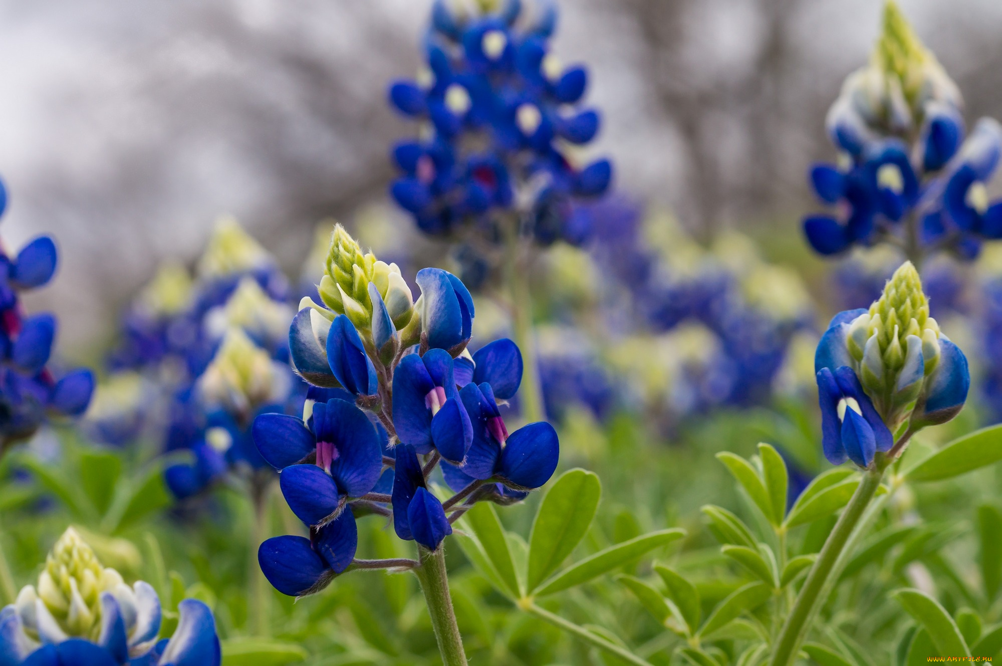 цветы, люпин, трава, синие, листья