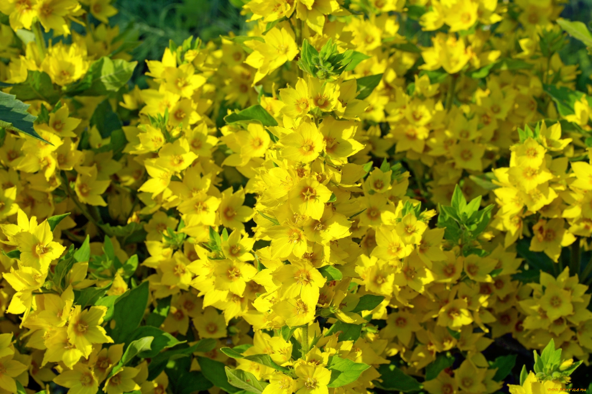 цветы, вербенник