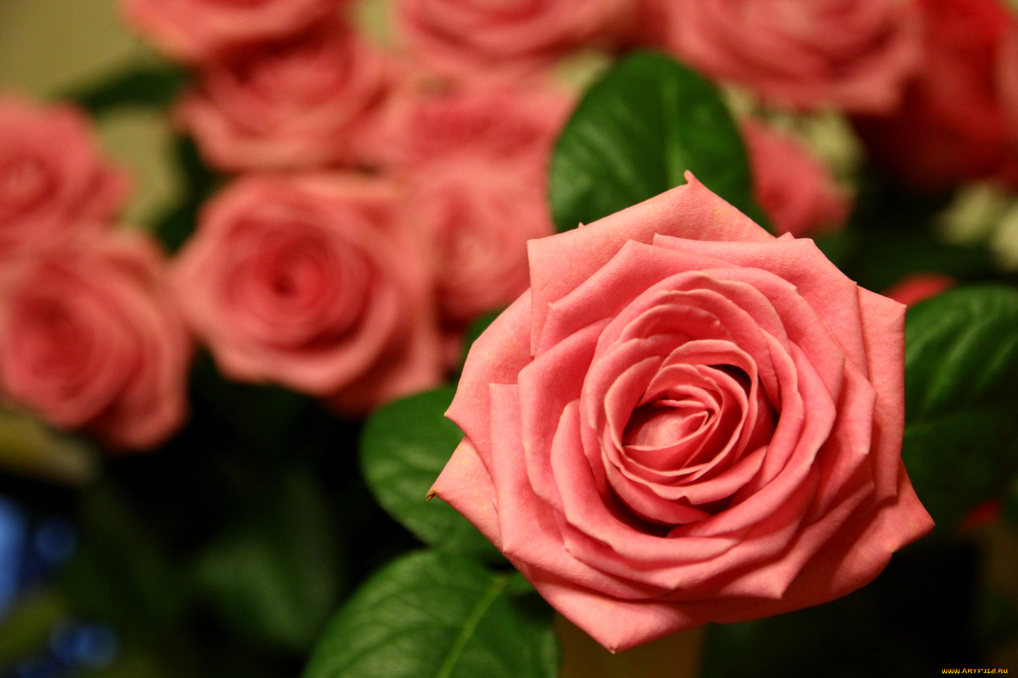 цветы, розы, роза