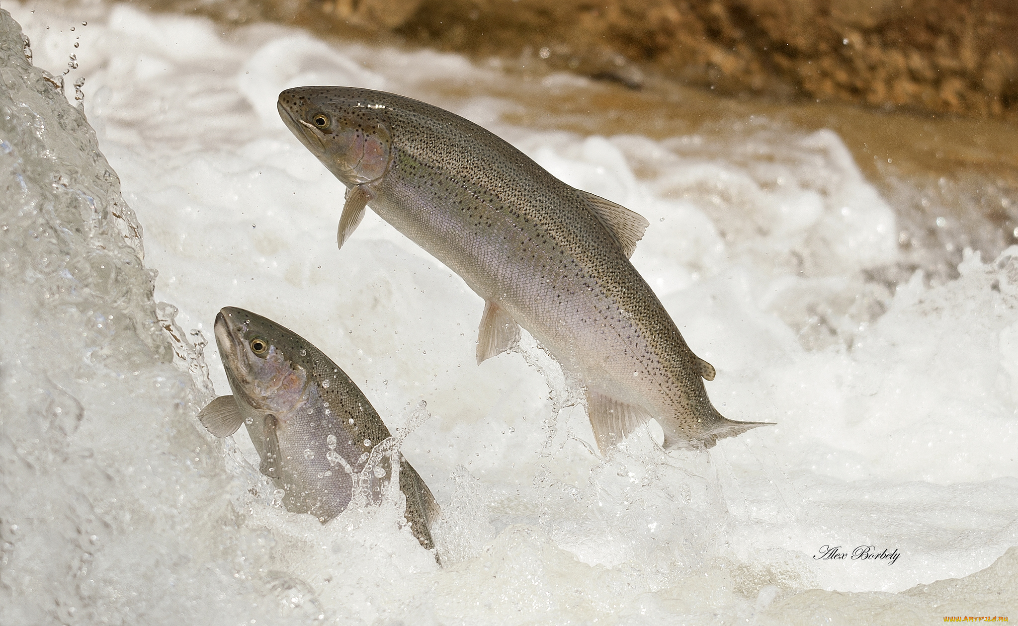 животные, рыбы, форель