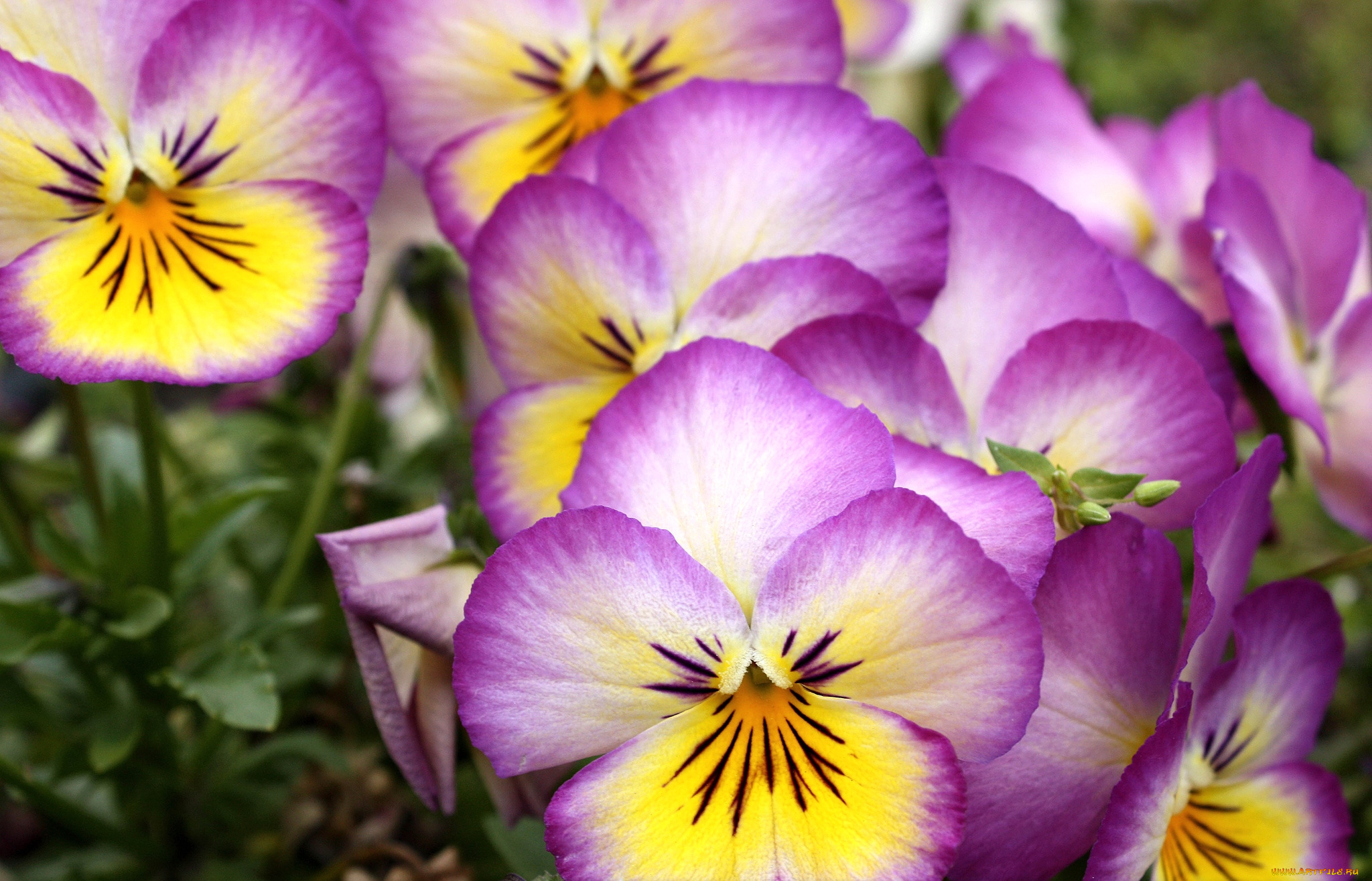 цветы, анютины, глазки, , садовые, фиалки, макро