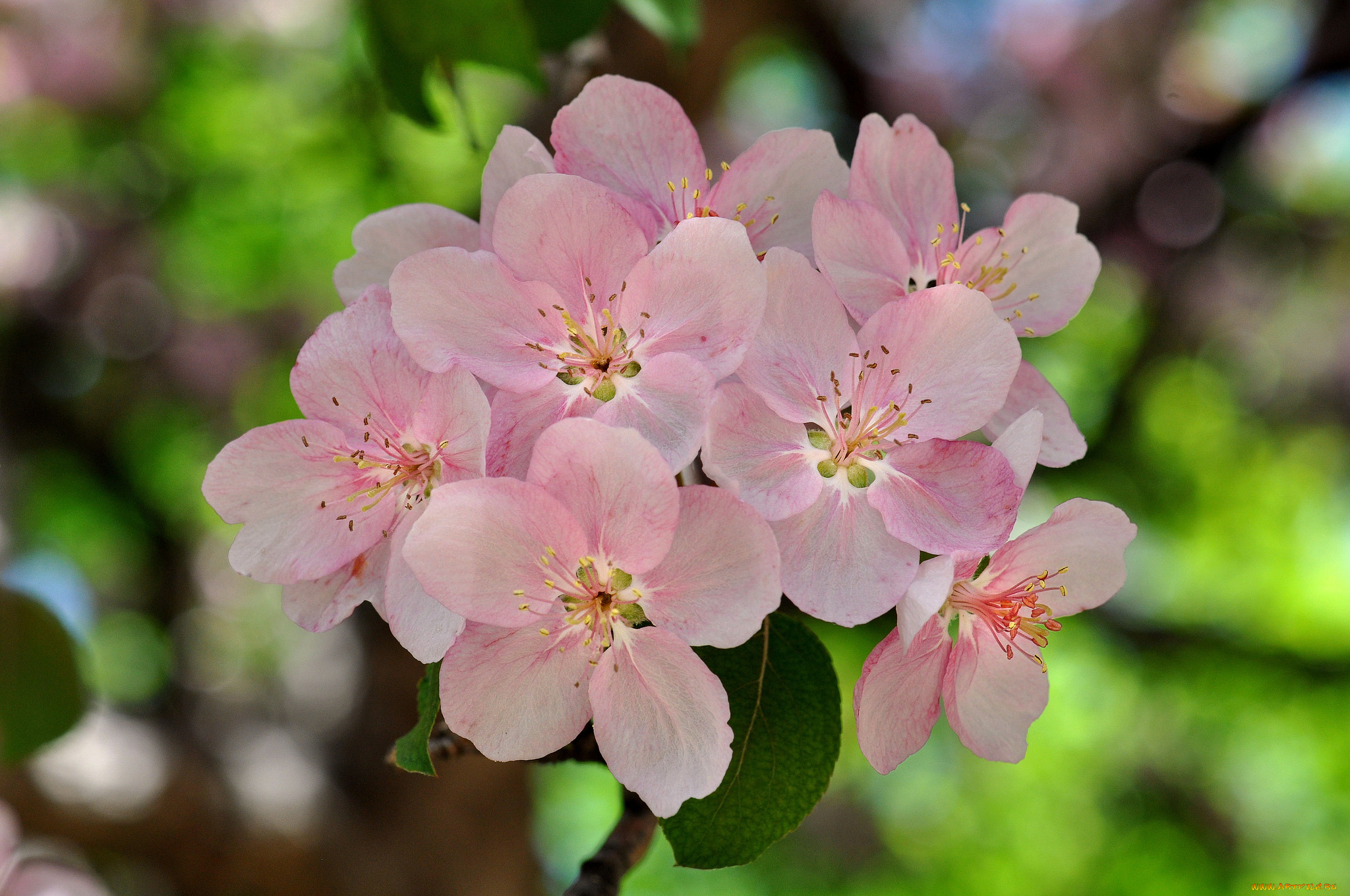 цветы, цветущие, деревья, , , кустарники, весна