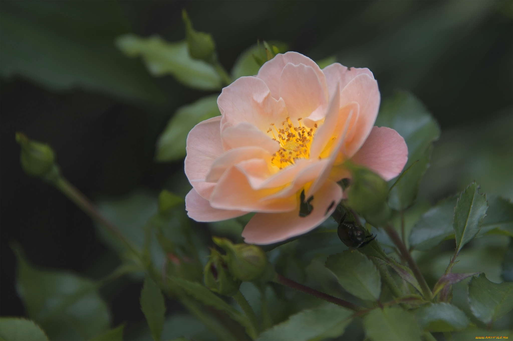 цветы, розы, нежность