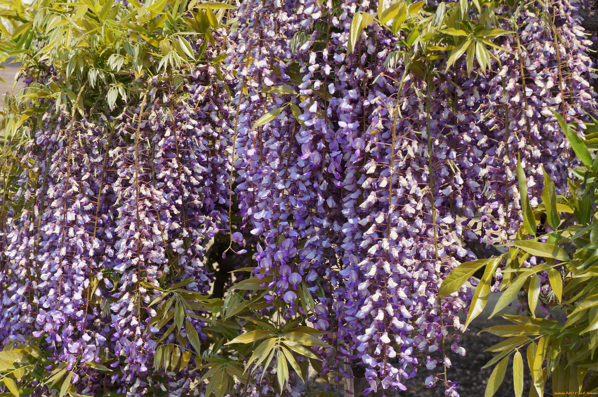 цветы, глициния, гроздья