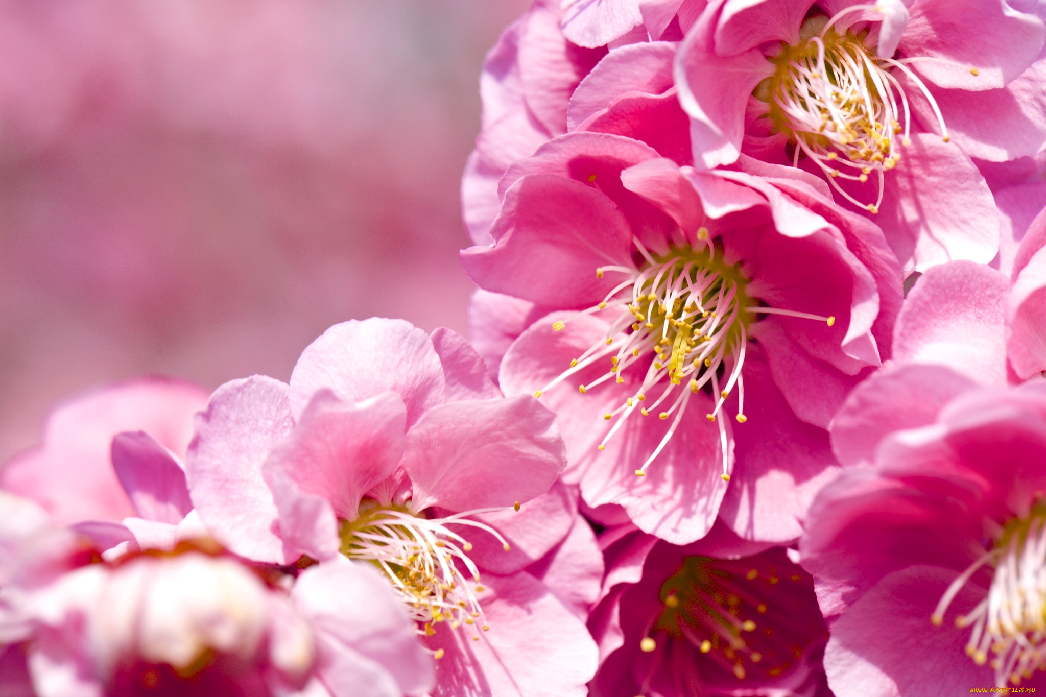 цветы, цветущие, деревья, , , кустарники, слива