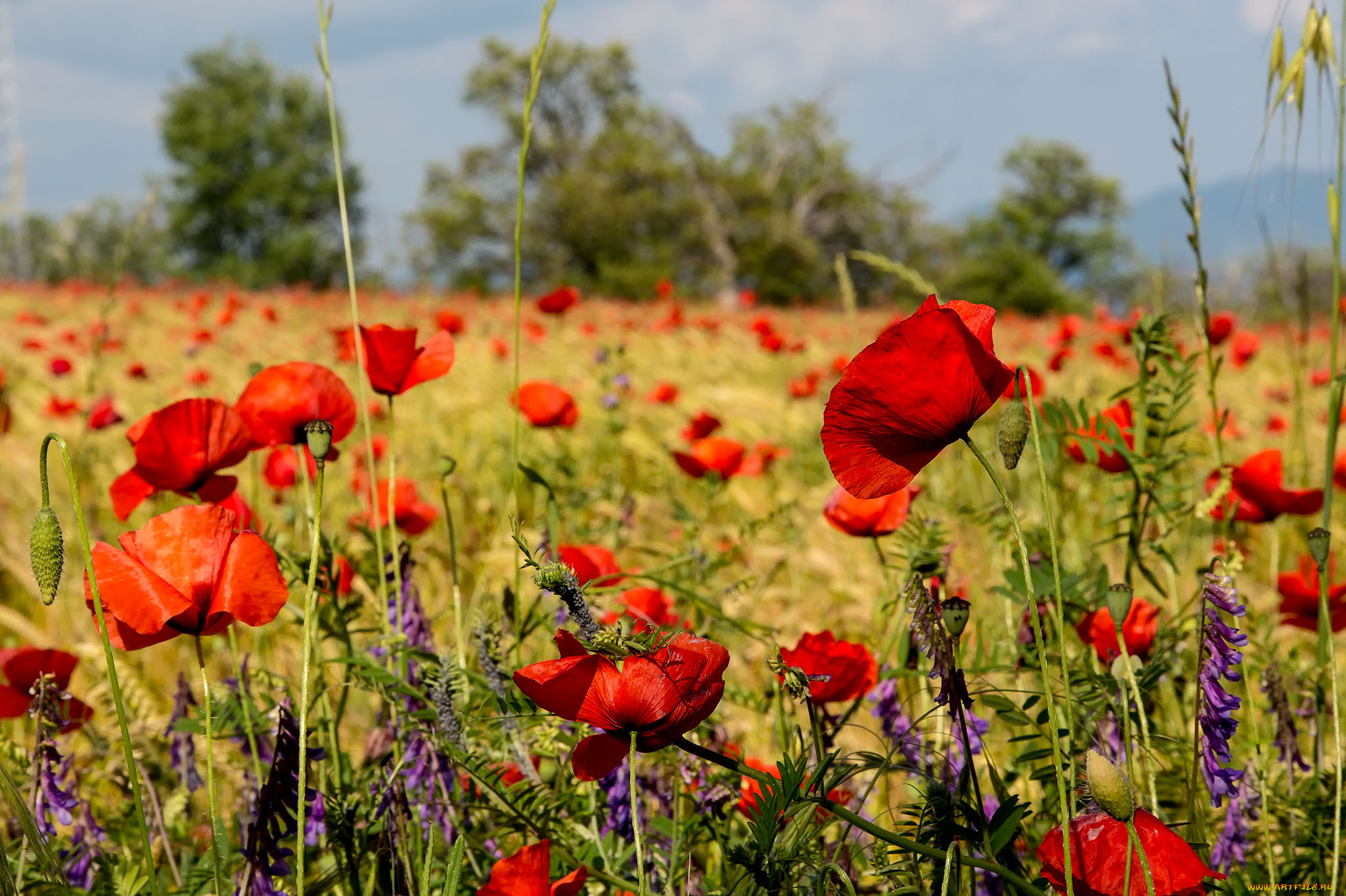 цветы, луговые, , полевые, , цветы, поле, маки