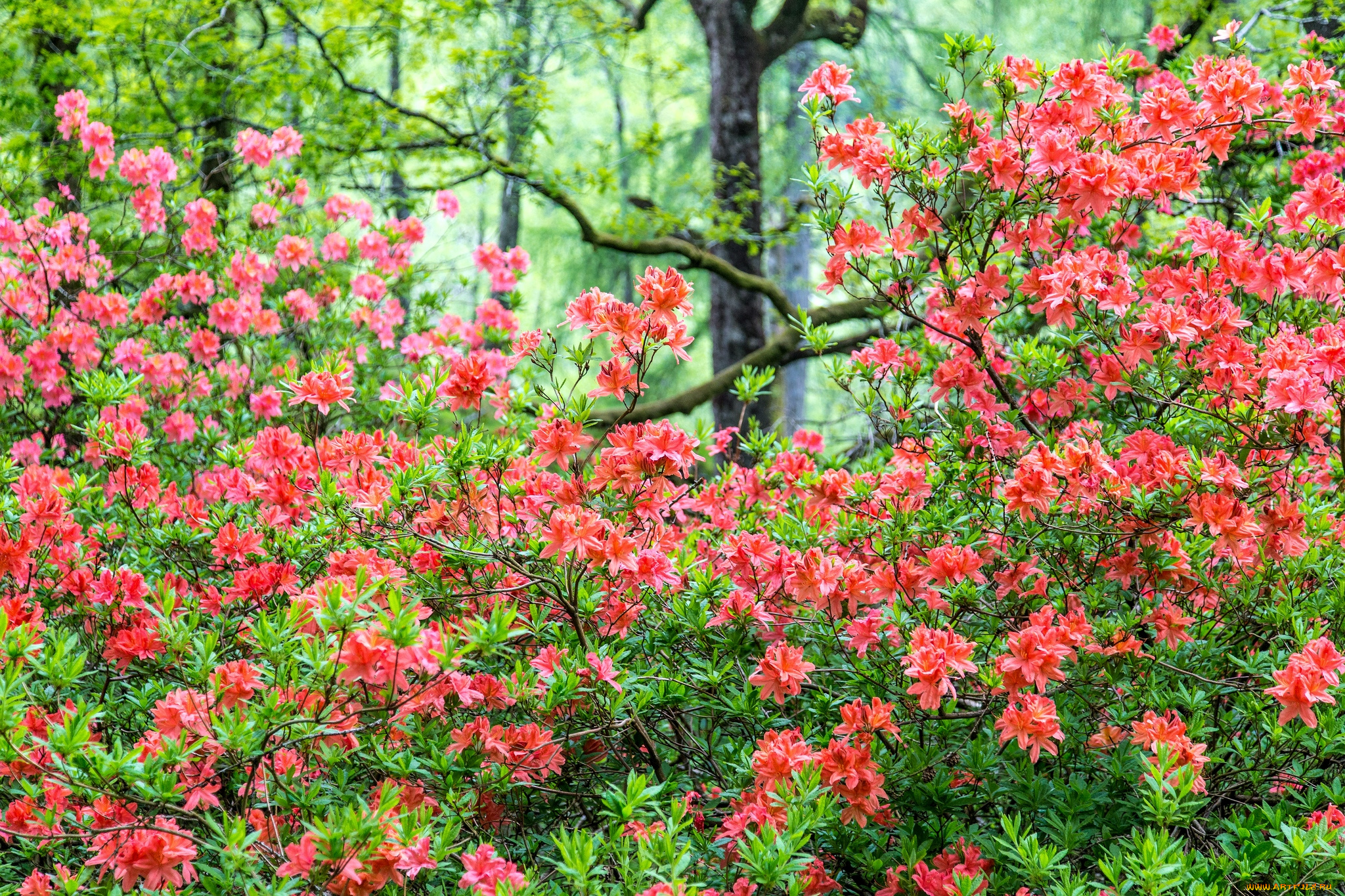 цветы, рододендроны, , азалии, кусты