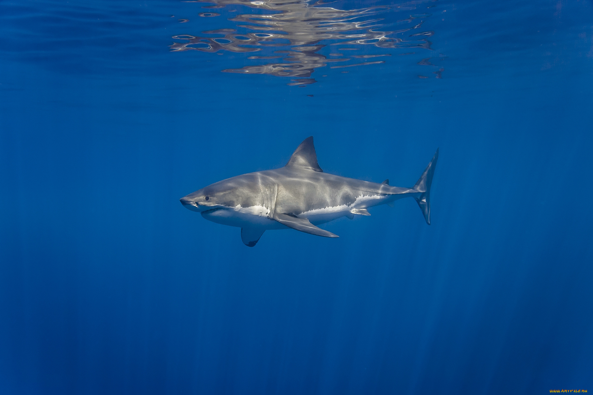 great, white, shark, животные, акулы, мир, акула, океан, подводный