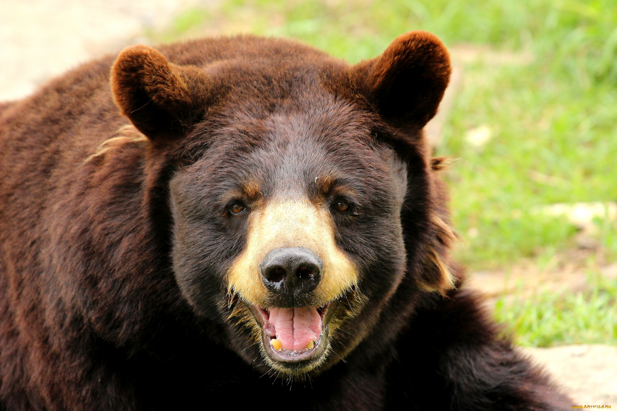 животные, медведи, бурый