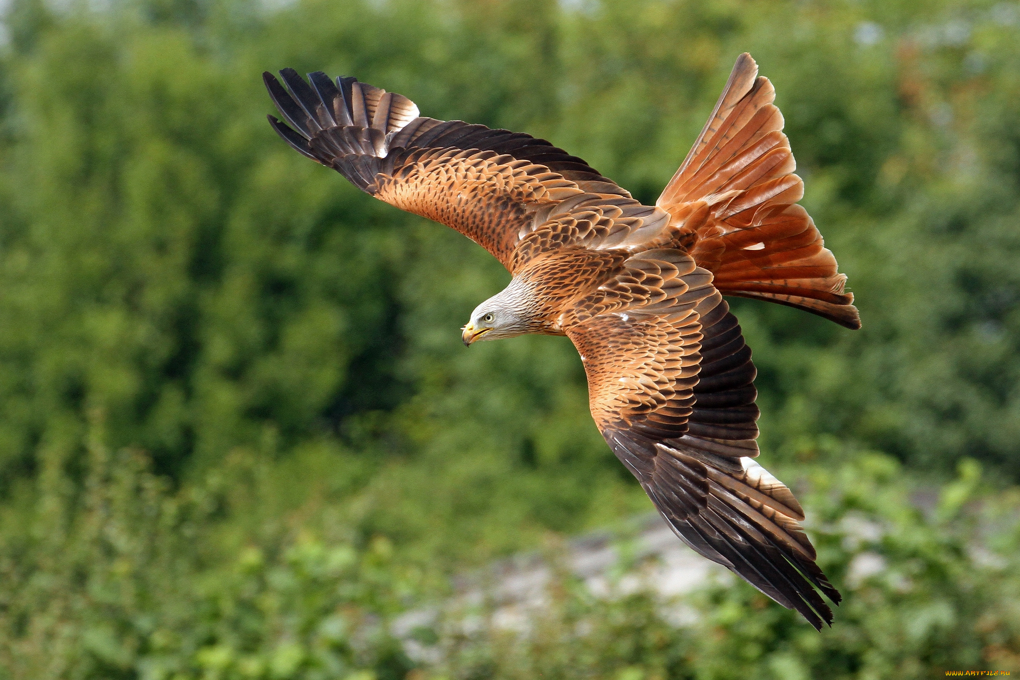 животные, птицы, -, хищники, полет