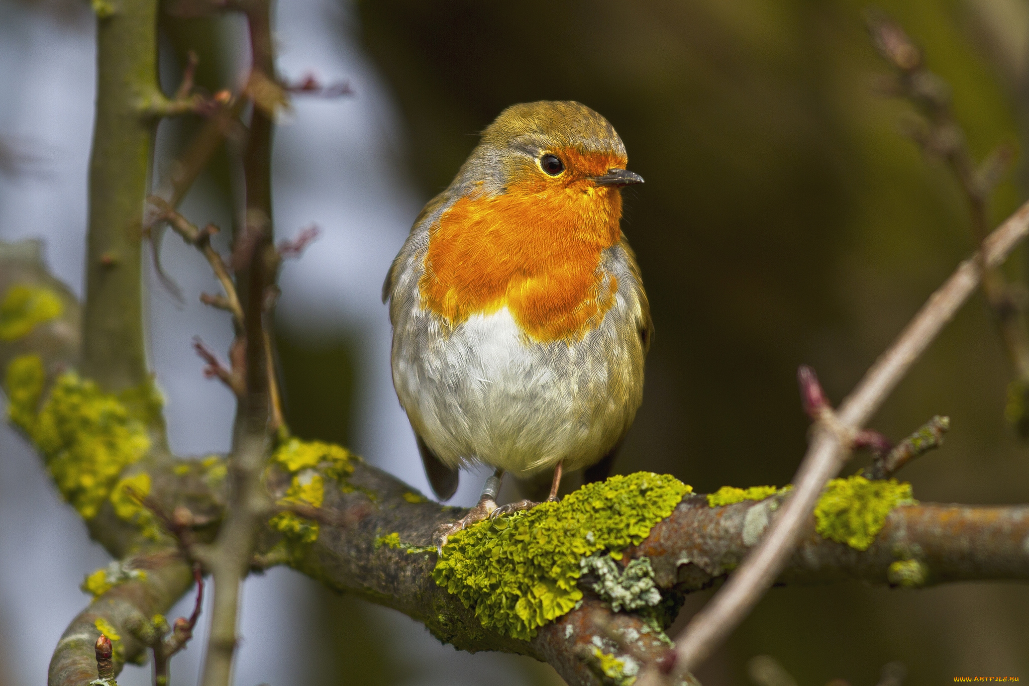животные, зарянки, , малиновки, грудка