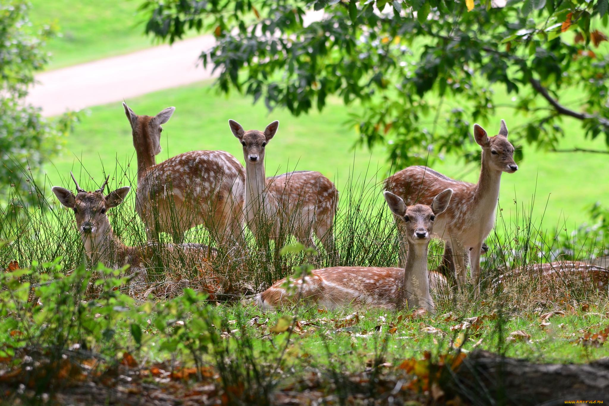 животные, олени, пятнистые, поляна, лес