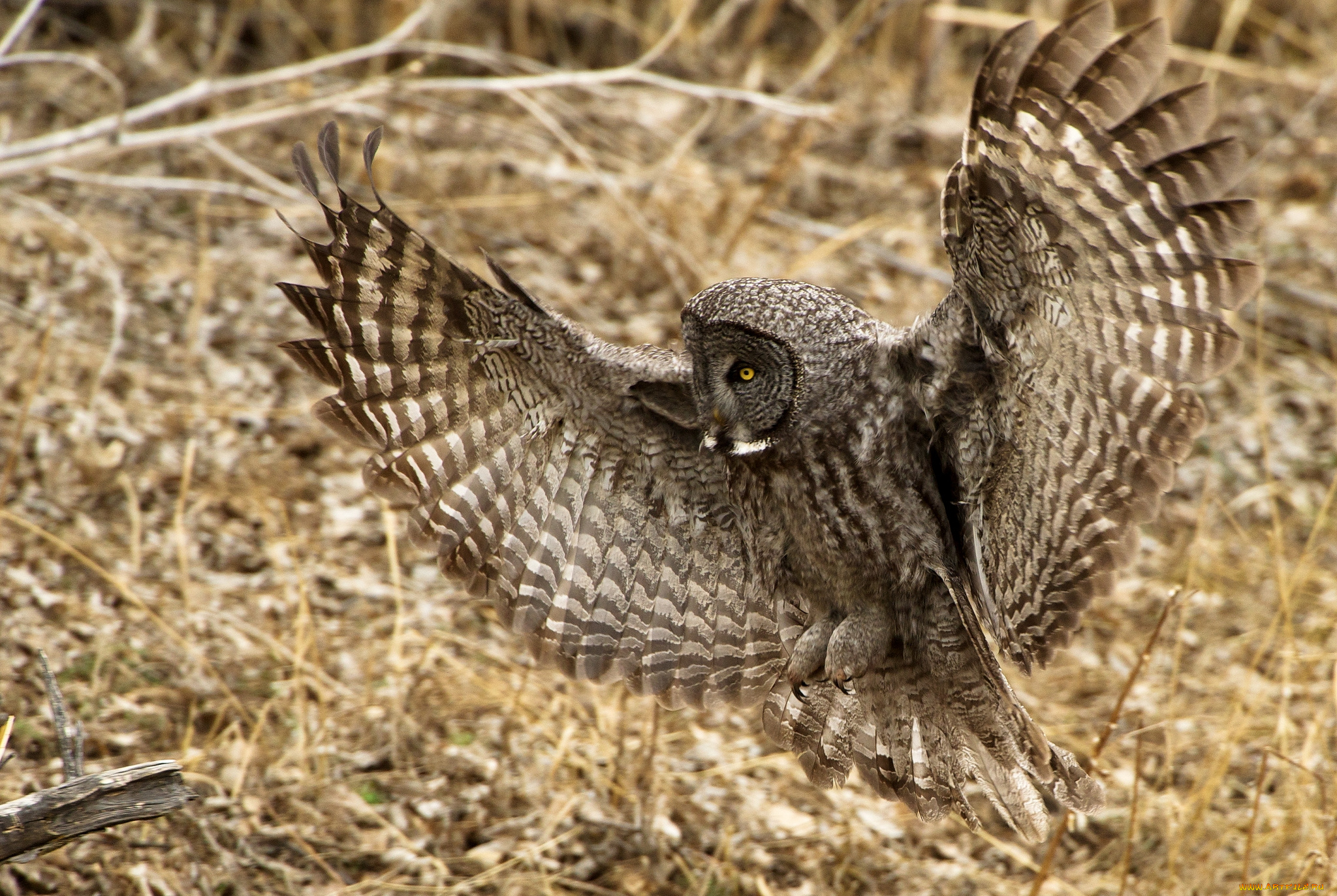 животные, совы, крылья