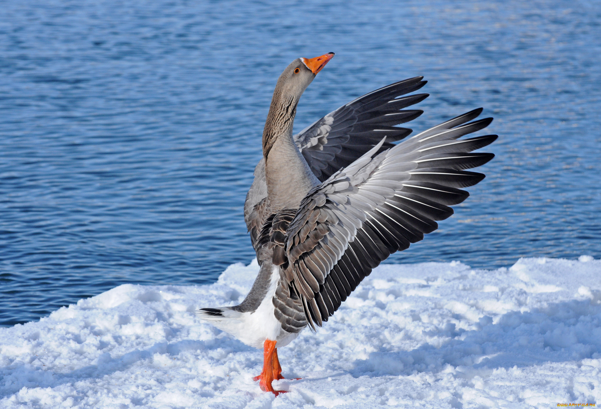 животные, гуси, гусь, снег, водоём