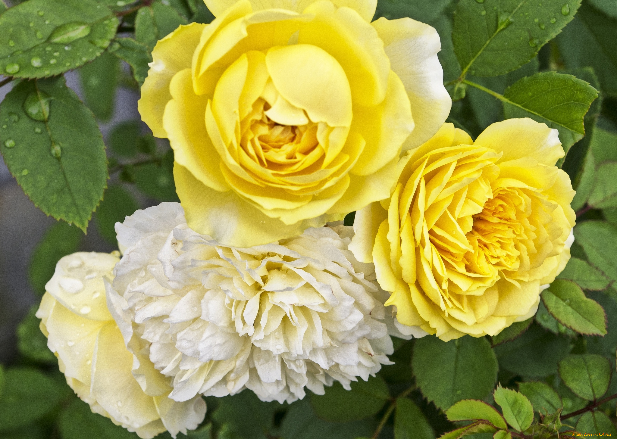 цветы, розы, макро