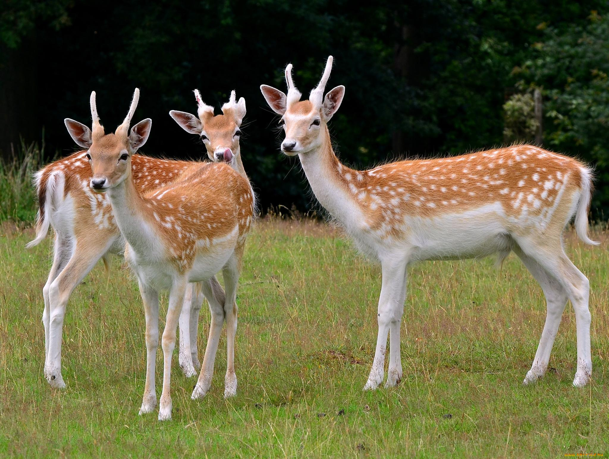 животные, олени, поляна, пятнистые, лес