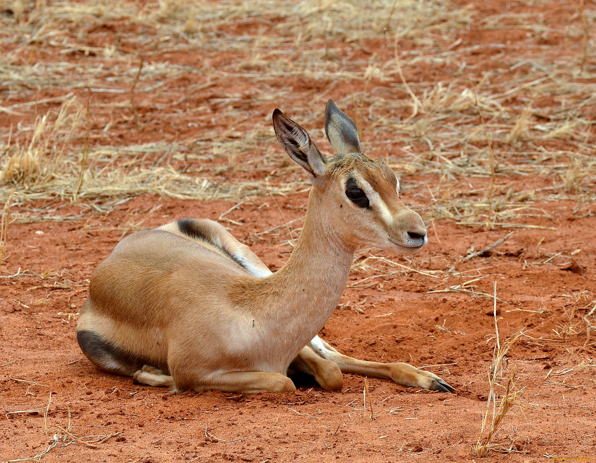 животные, антилопы, отдых, антилопа, саванна