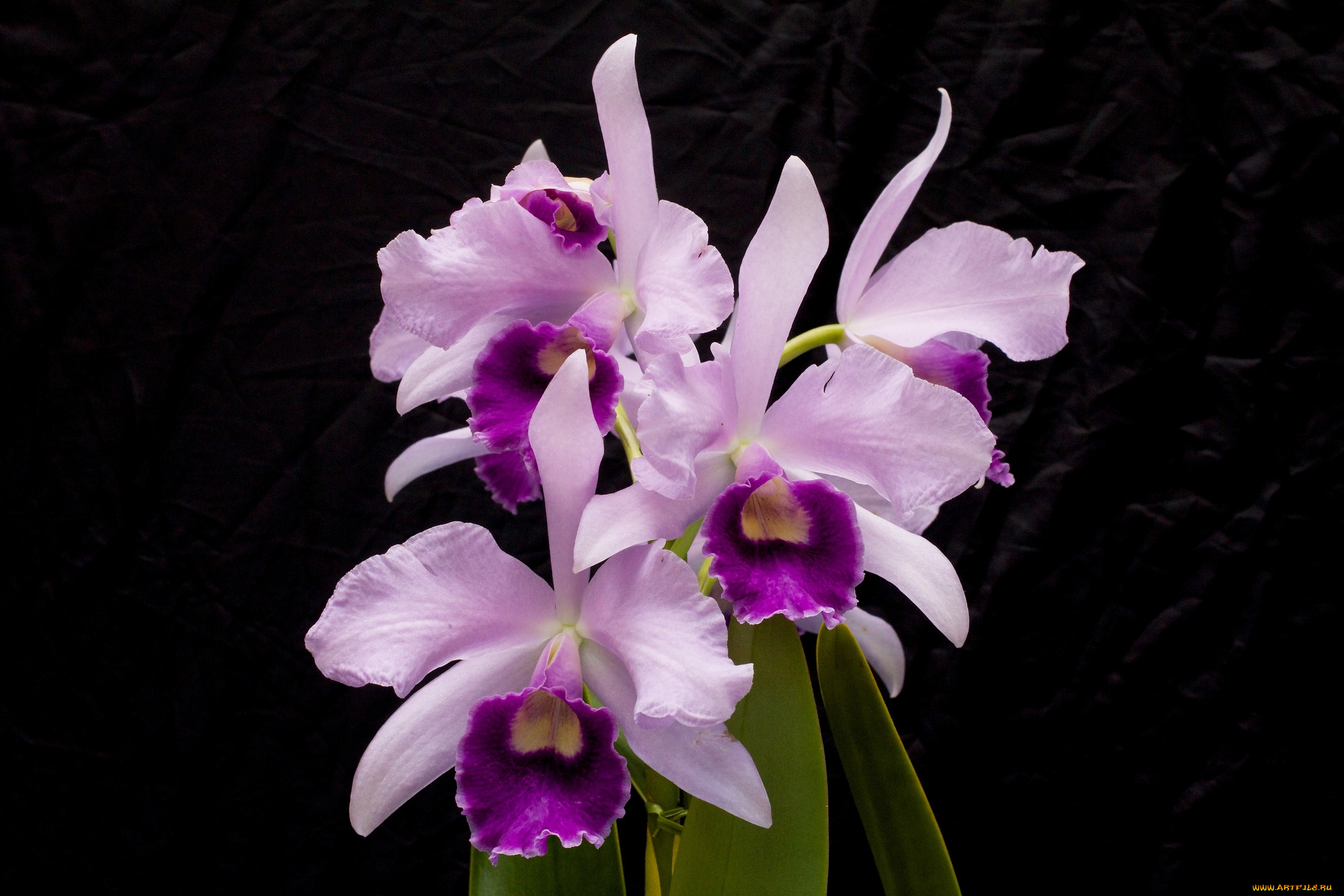 цветы, орхидеи, орхидея