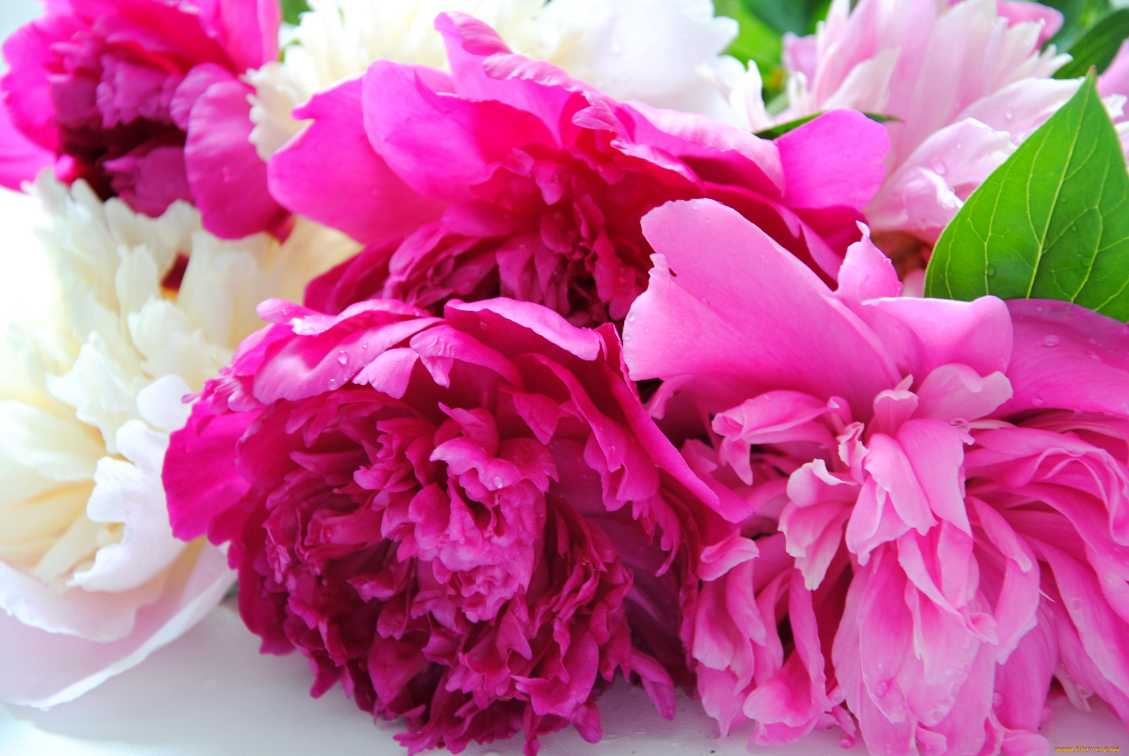 цветы, пионы, розовый