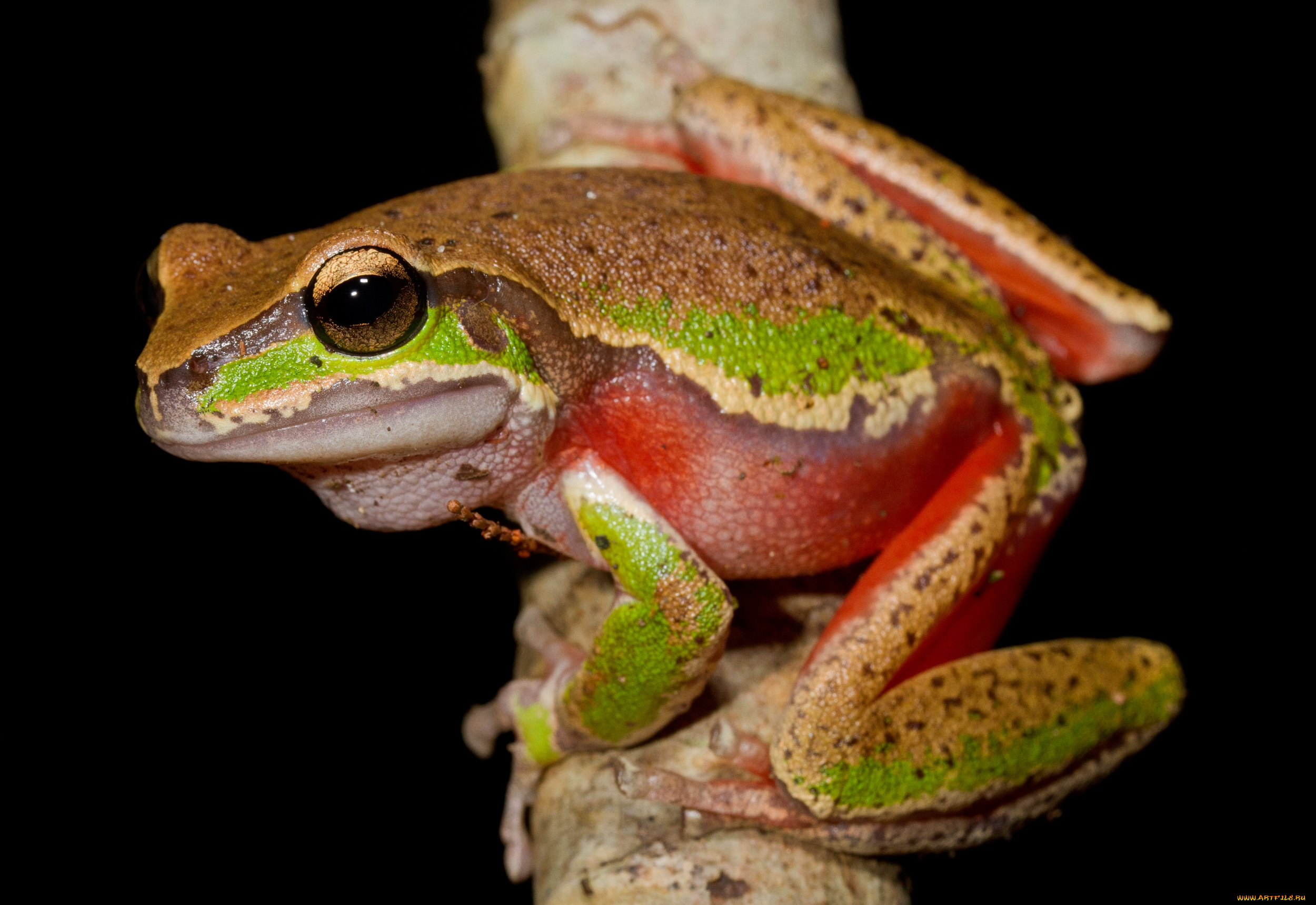 животные, лягушки, лапки