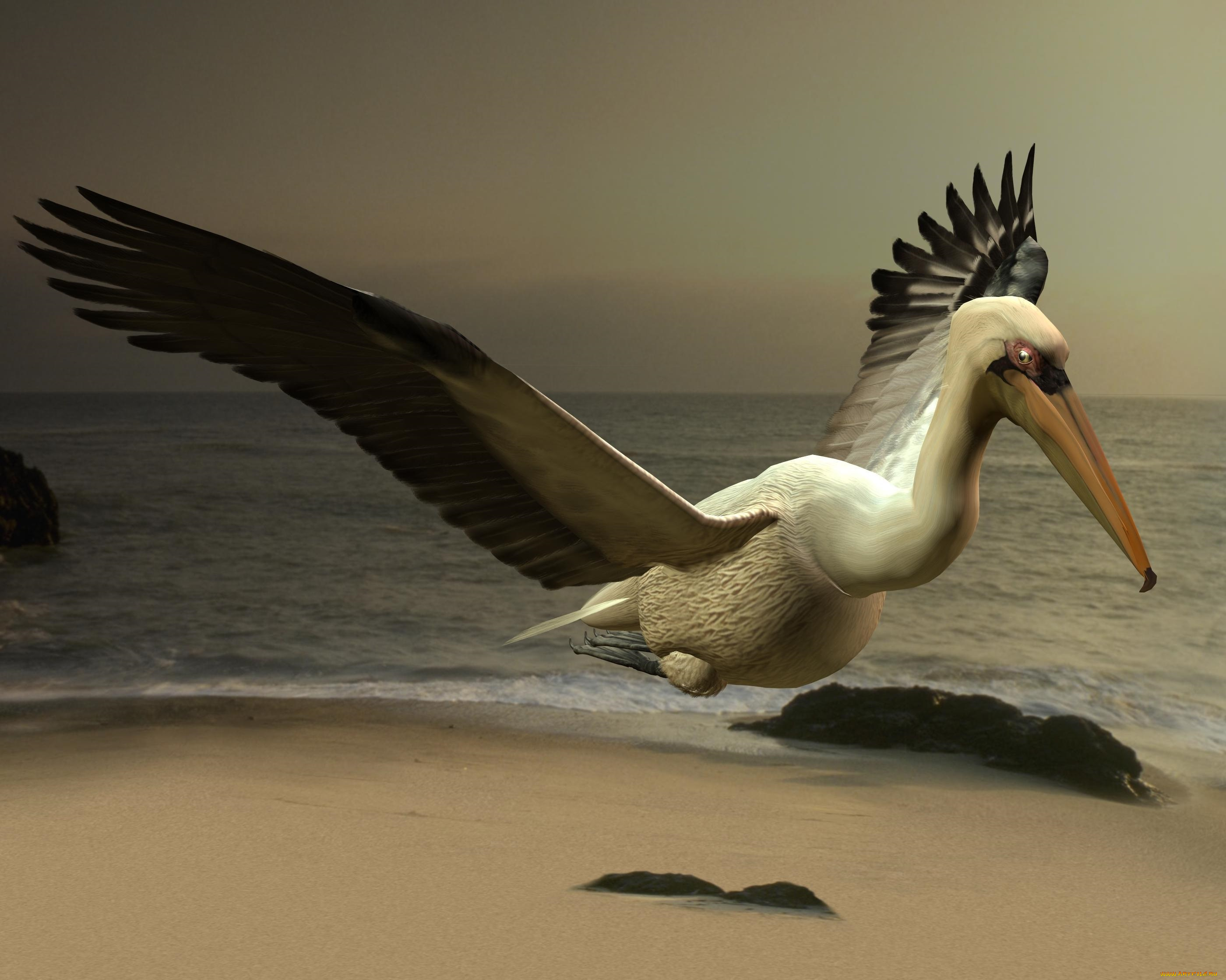 рelikanovom, on, beach, 3д, графика, fantasy, , фантазия, пляж, пеликан