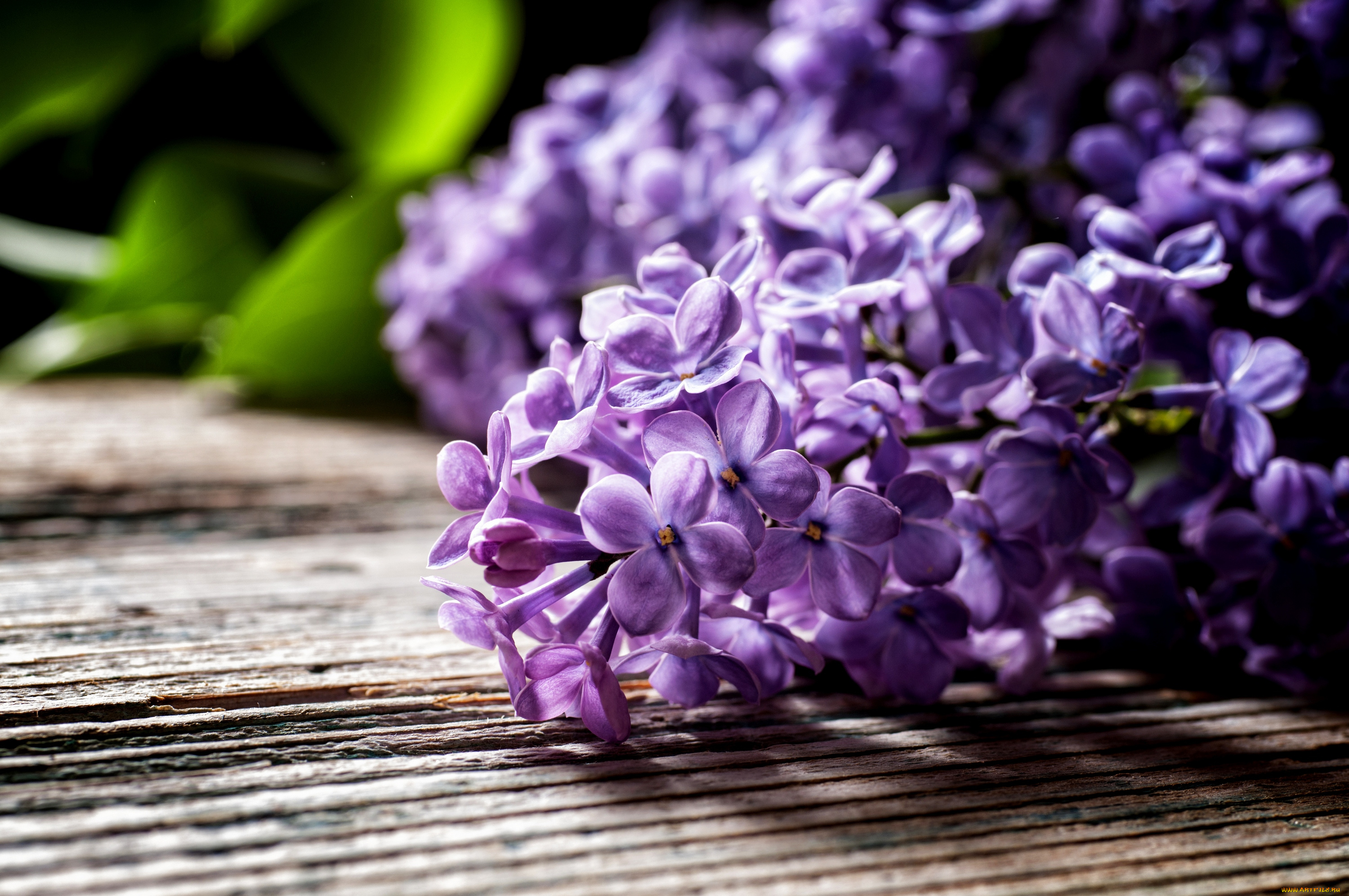 цветы, сирень, листья