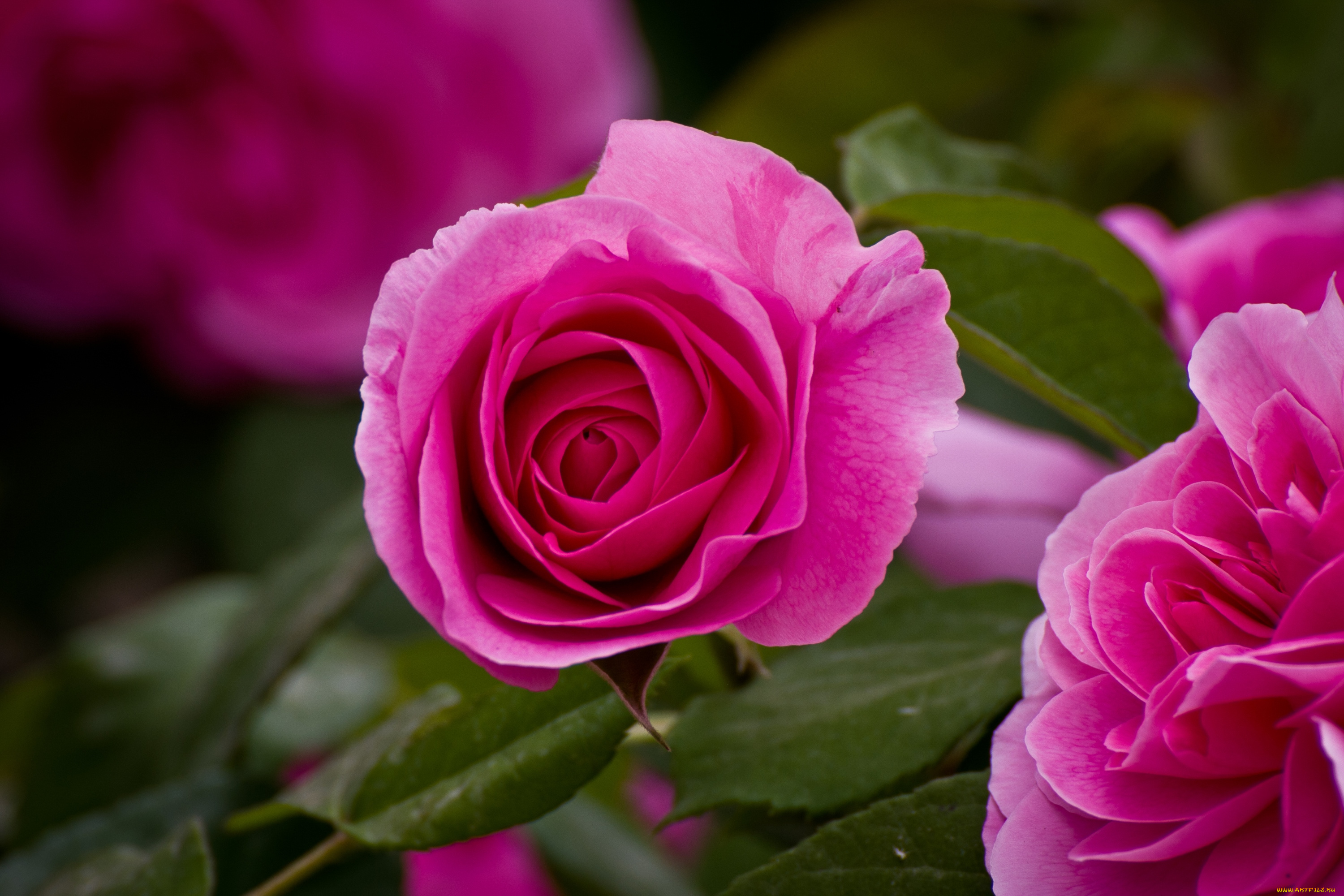 цветы, розы, розовый