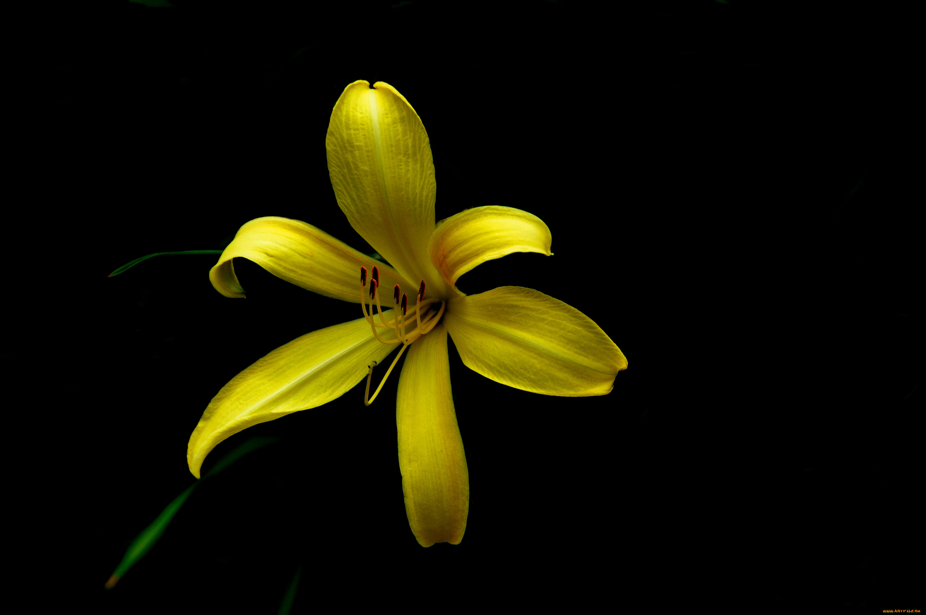 цветы, лилии, , лилейники, лепестки