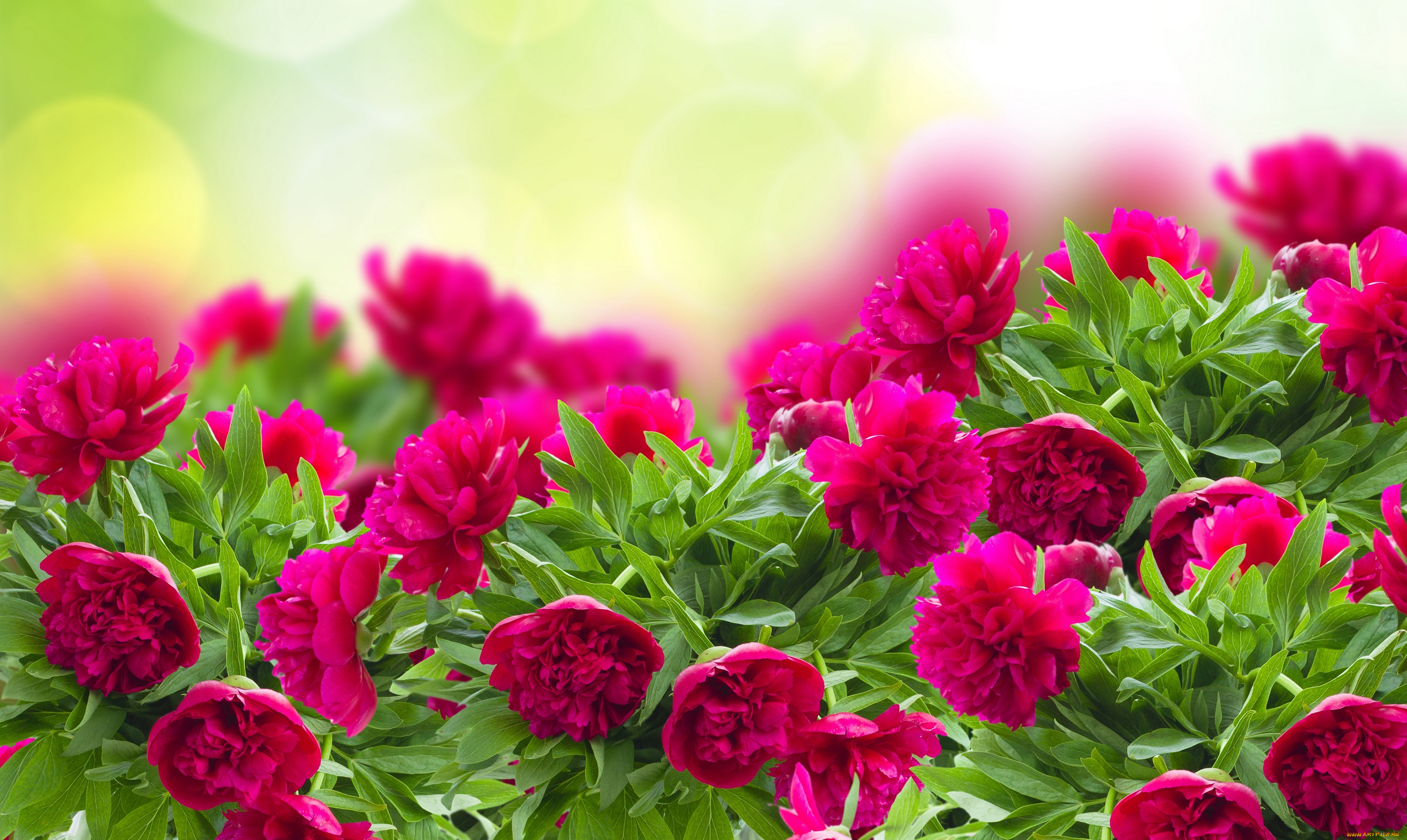 цветы, пионы, листья