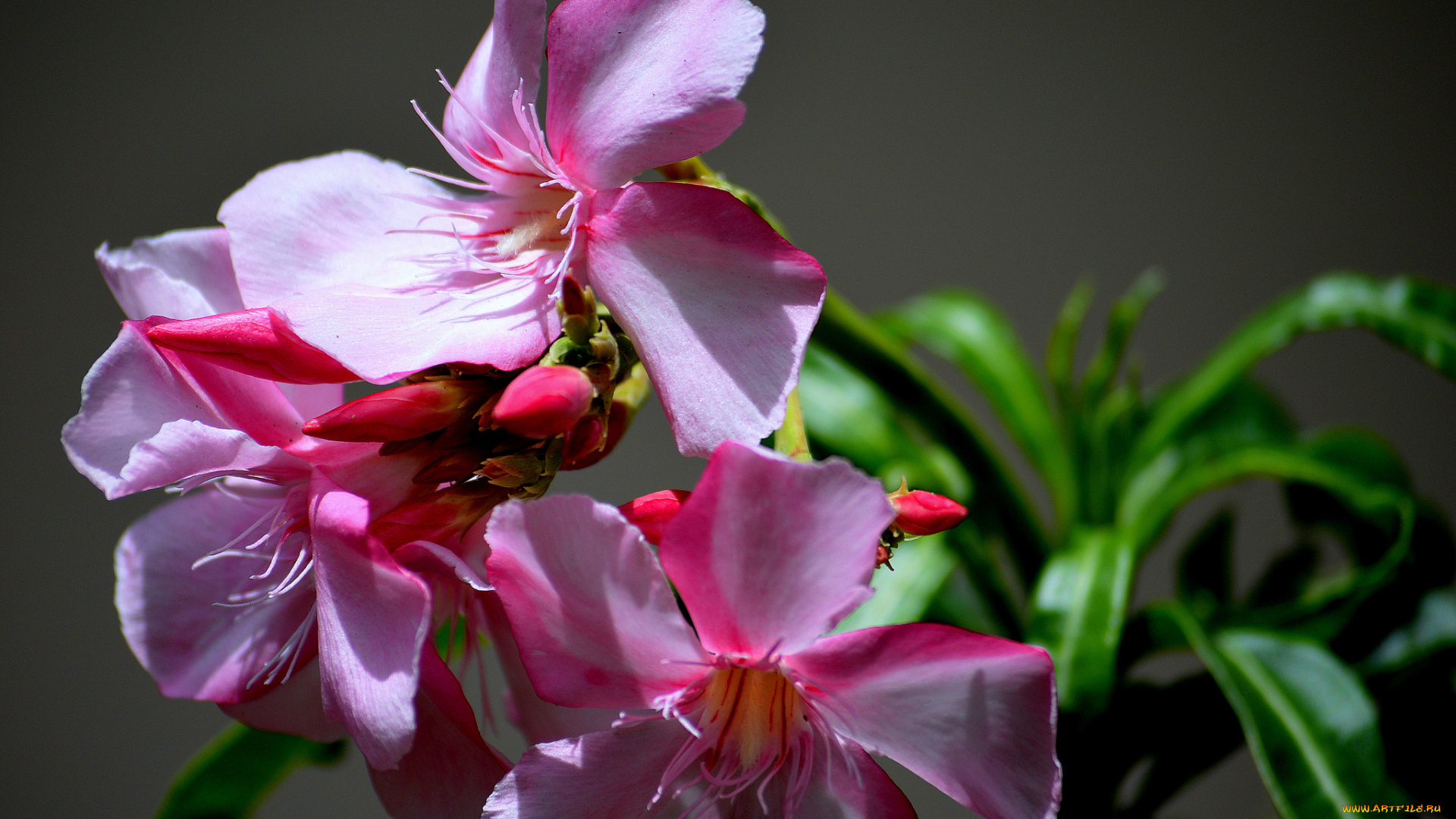 цветы, адениум, , мандевилла, макро, малиновые