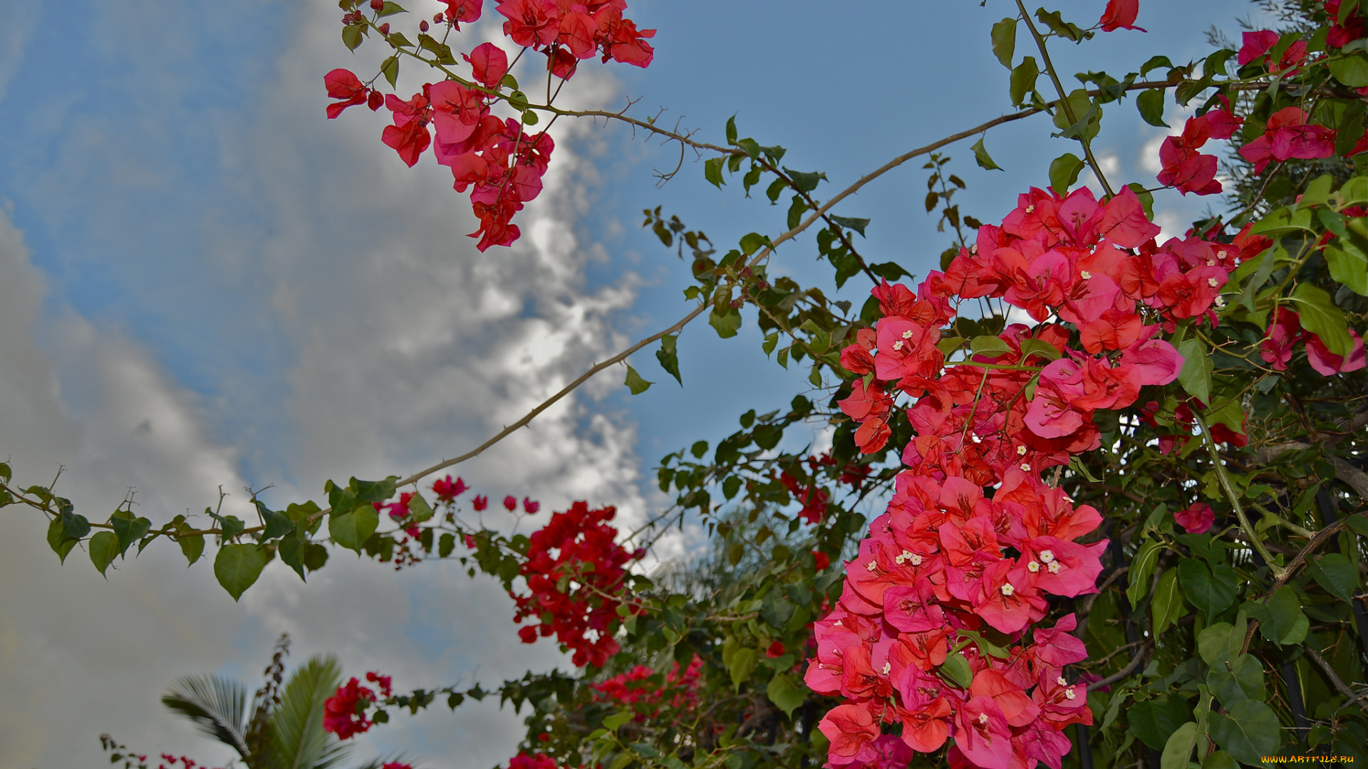 цветы, бугенвиллея, небо, красные