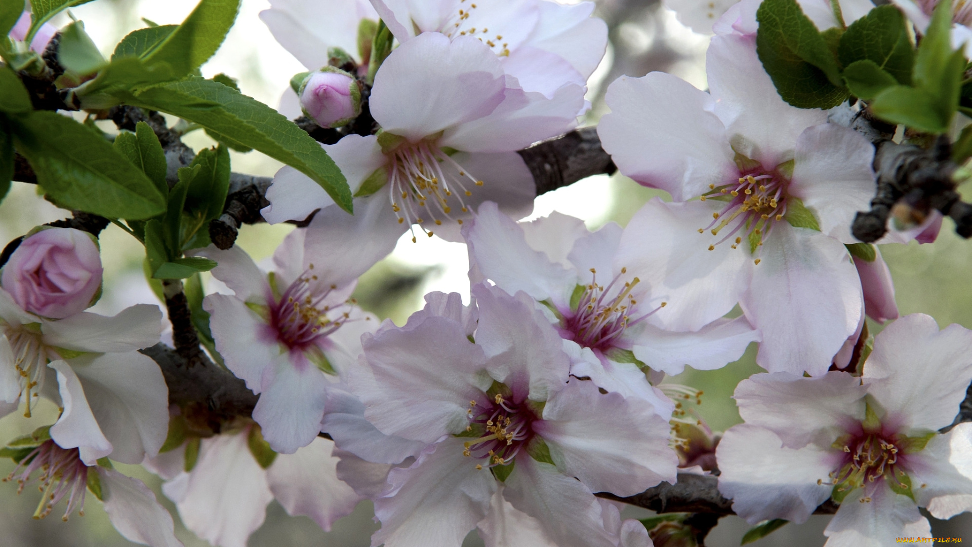 цветы, цветущие, деревья, , , кустарники, цветение, дерево, ветка, весна