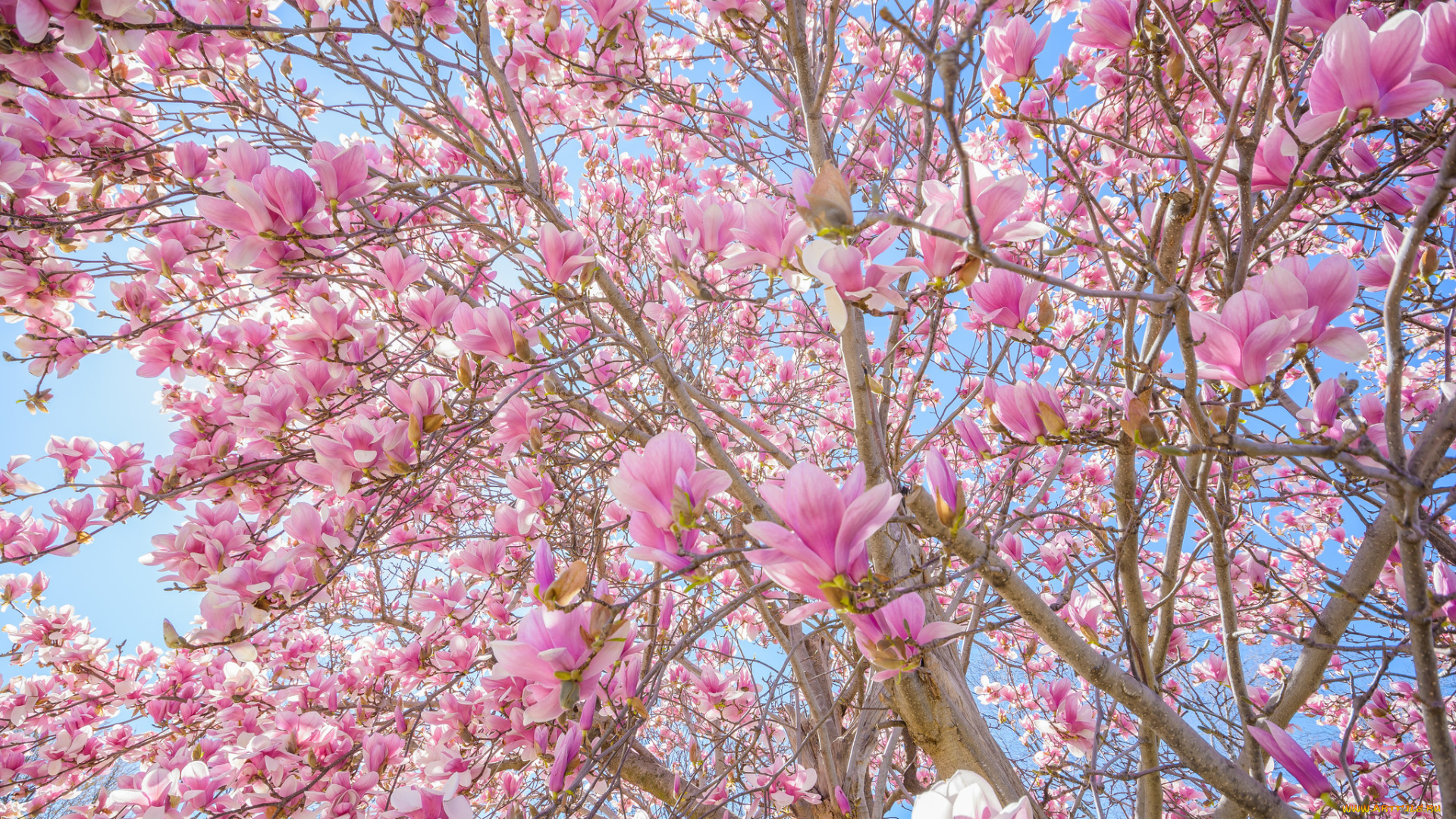 цветы, цветущие, деревья, , , кустарники, дерево, небо, розовые, ветки