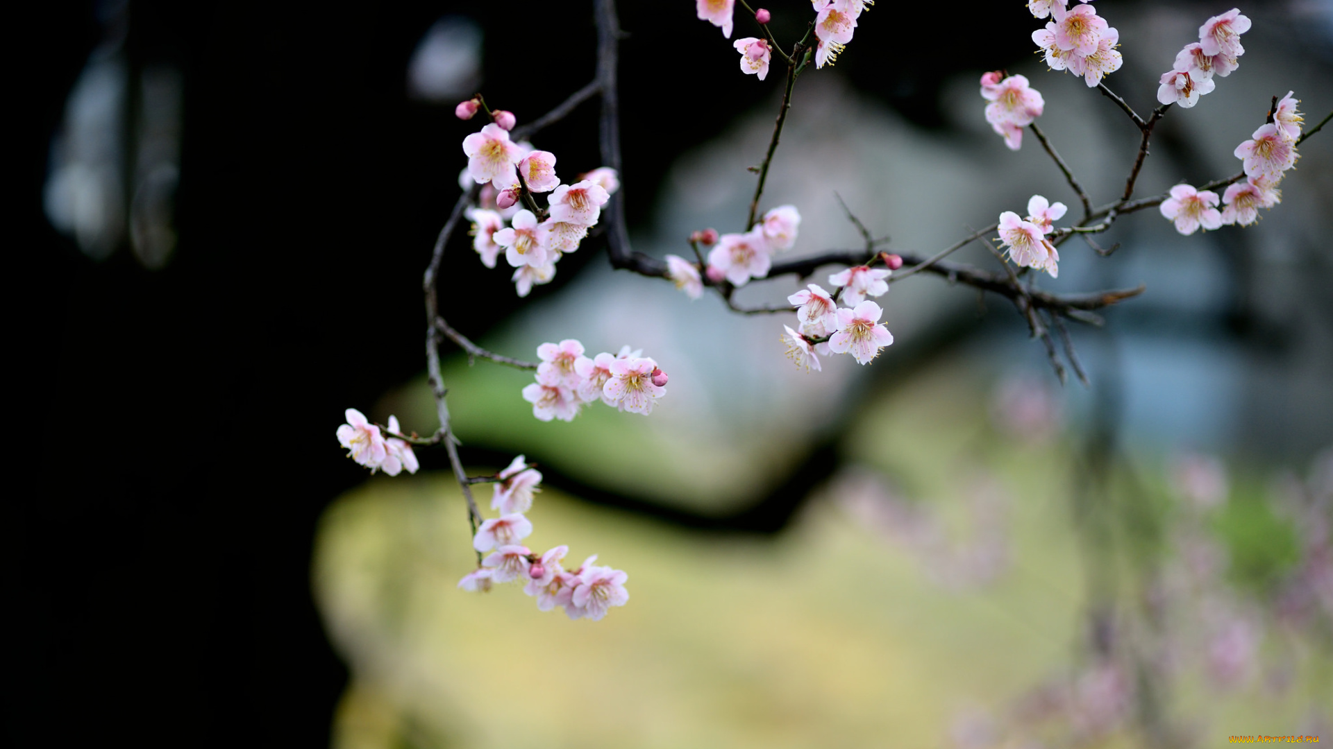 цветы, цветущие, деревья, , , кустарники, ветки, цветущее, дерево