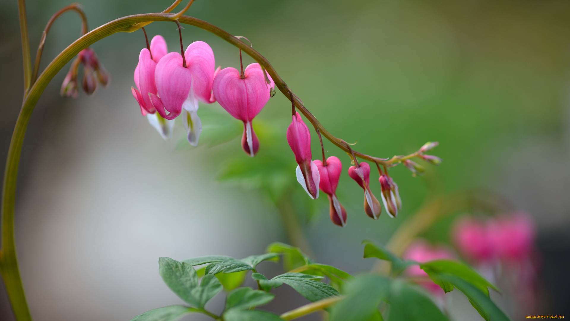 цветы, дицентра, , разбитое, сердце, веточка, растение, разбитое, сердце, фон