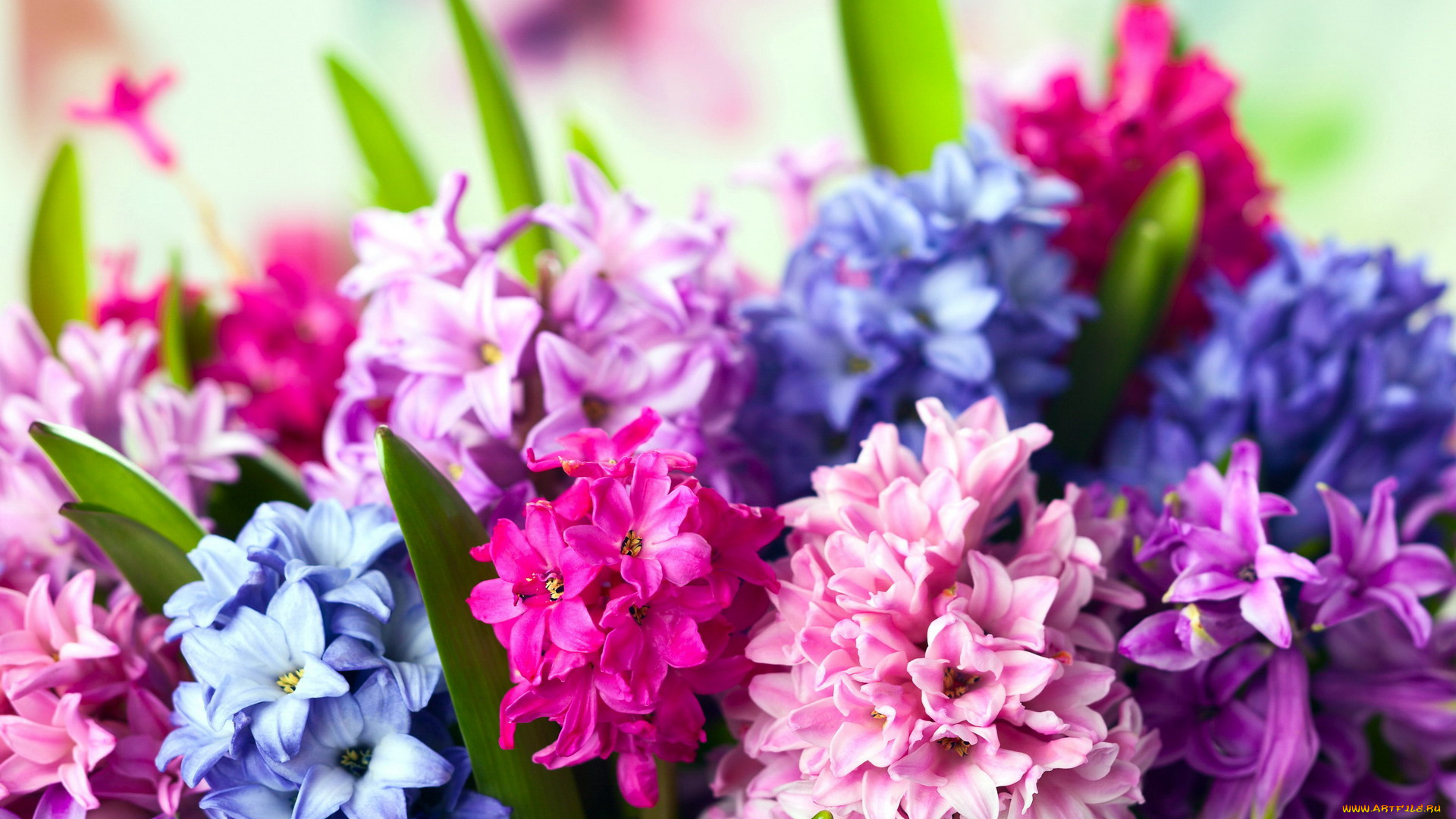 цветы, гиацинты, весенний
