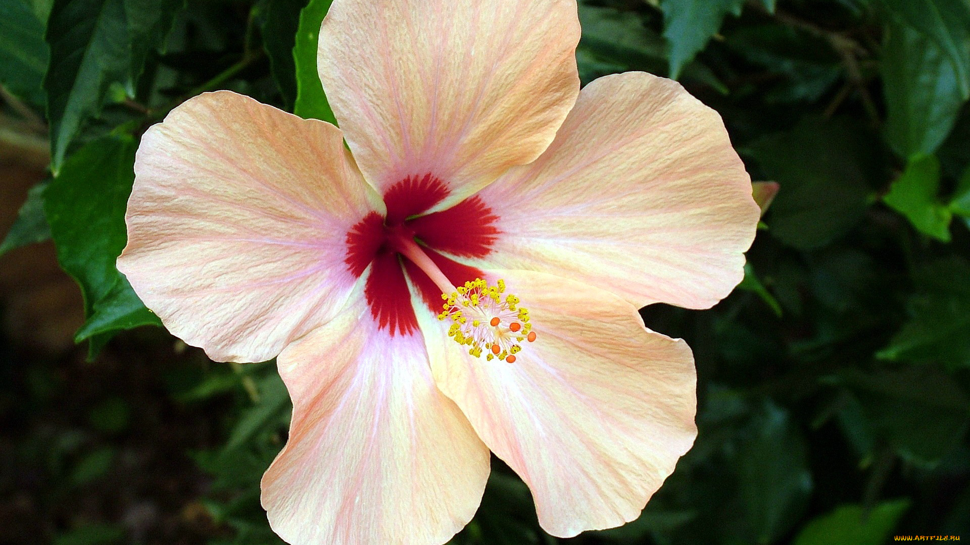 цветы, гибискусы, макро