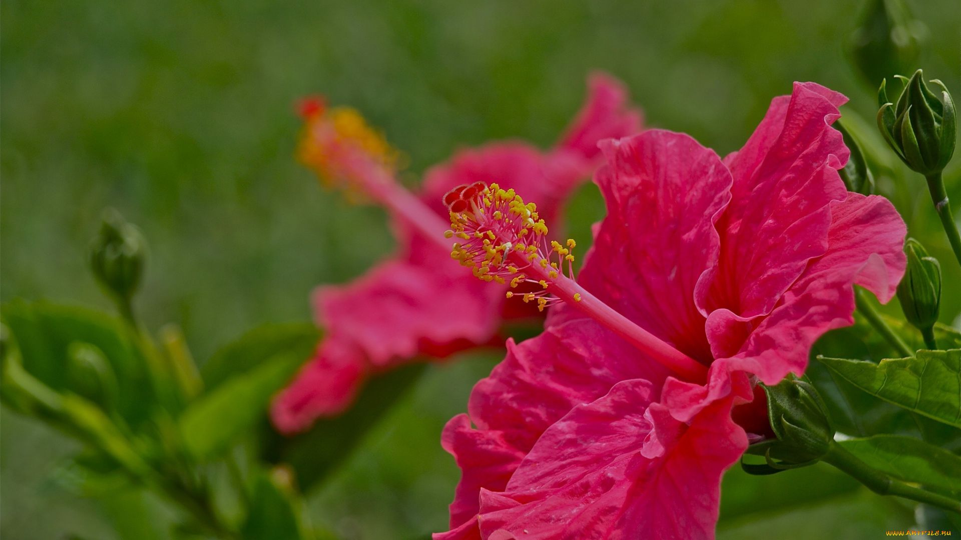 цветы, гибискусы, небо, розовый, гибискус