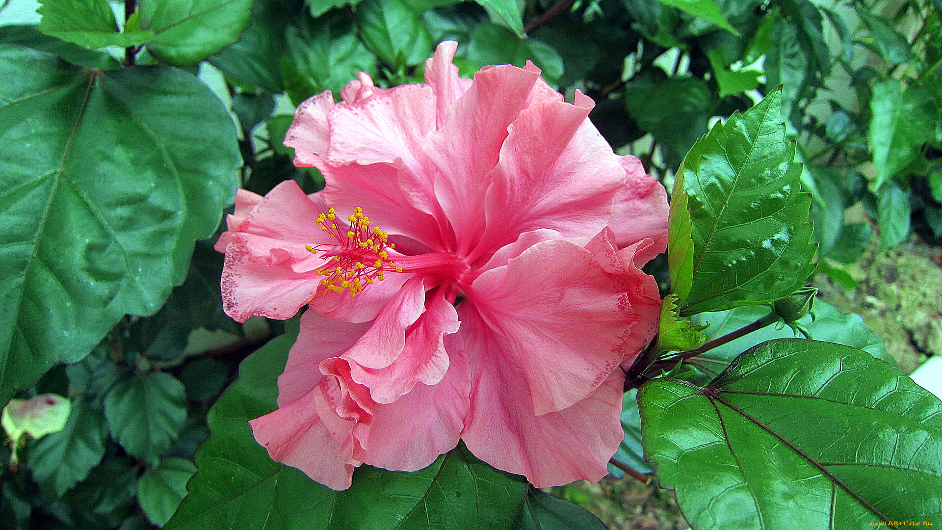 цветы, гибискусы, розовый