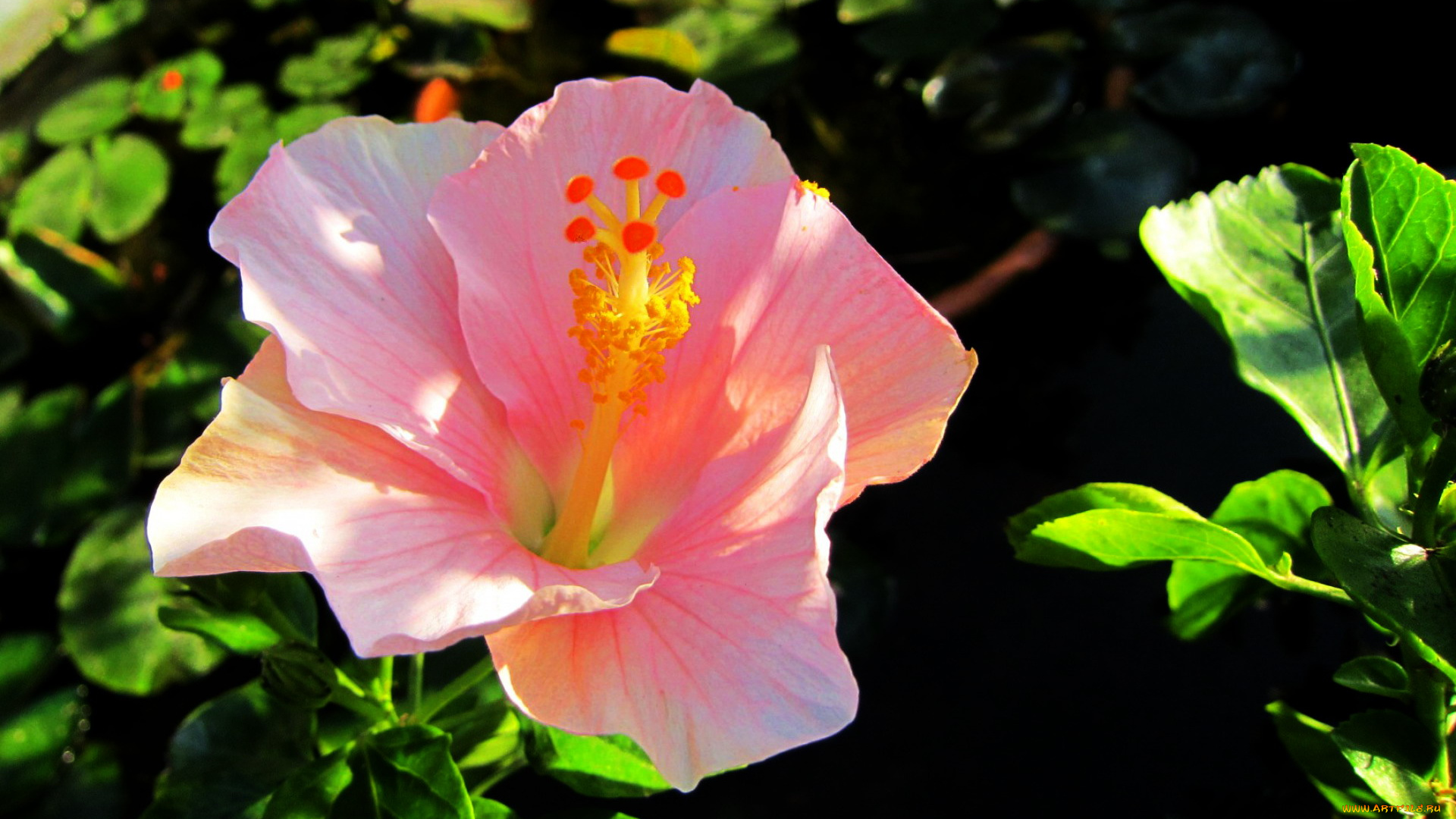 цветы, гибискусы, розовый